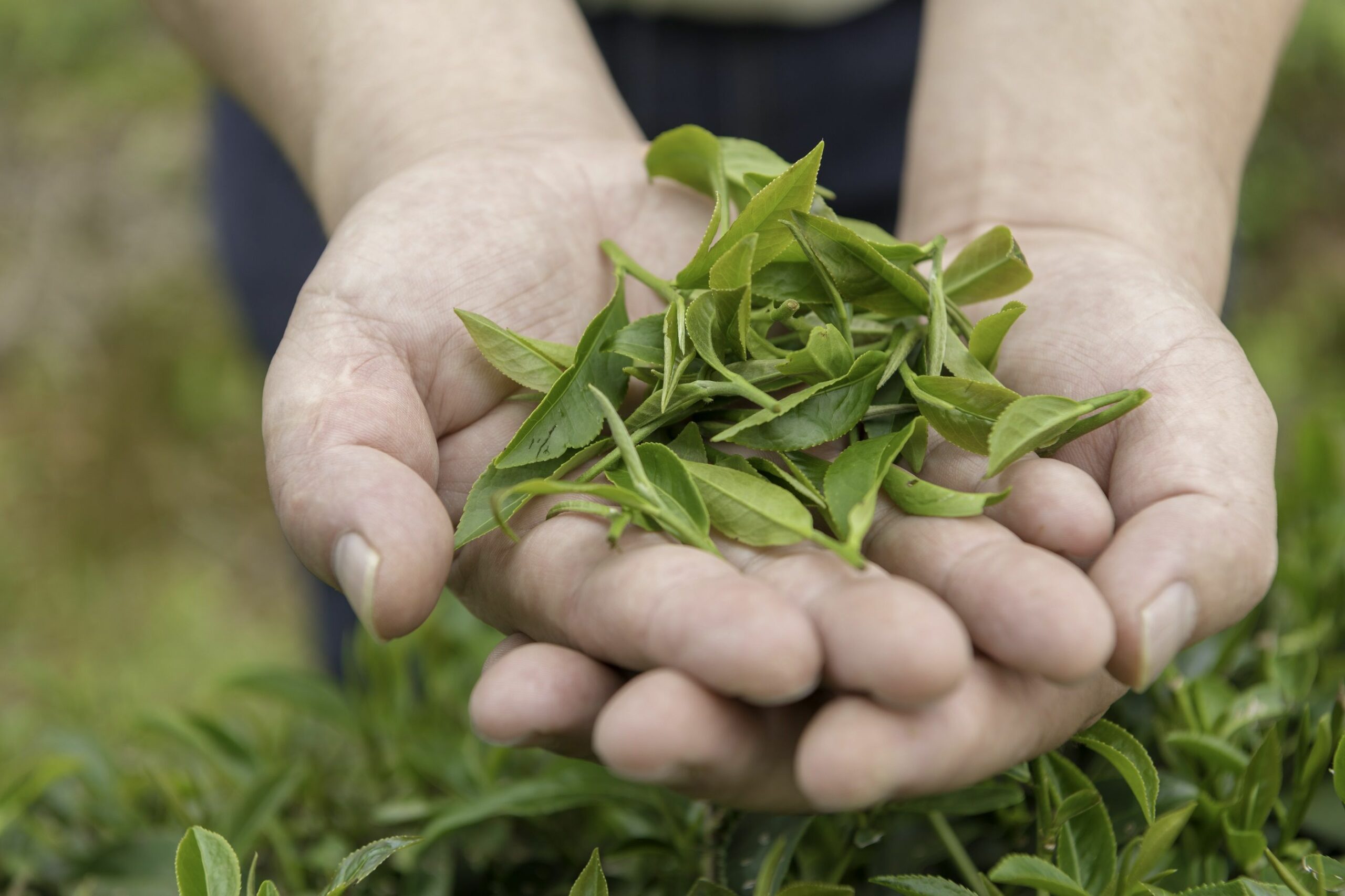 Sustituir proteínas de origen animal por aquellas de origen vegetal: un impacto ambiental y social positivo
