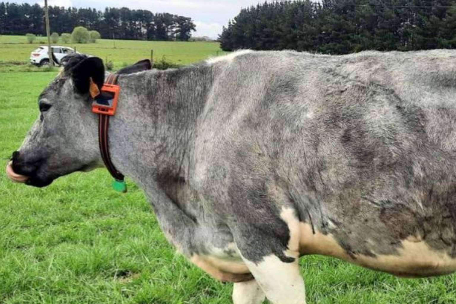 Hablar con las vacas, el hito conseguido por dos empresas gallegas