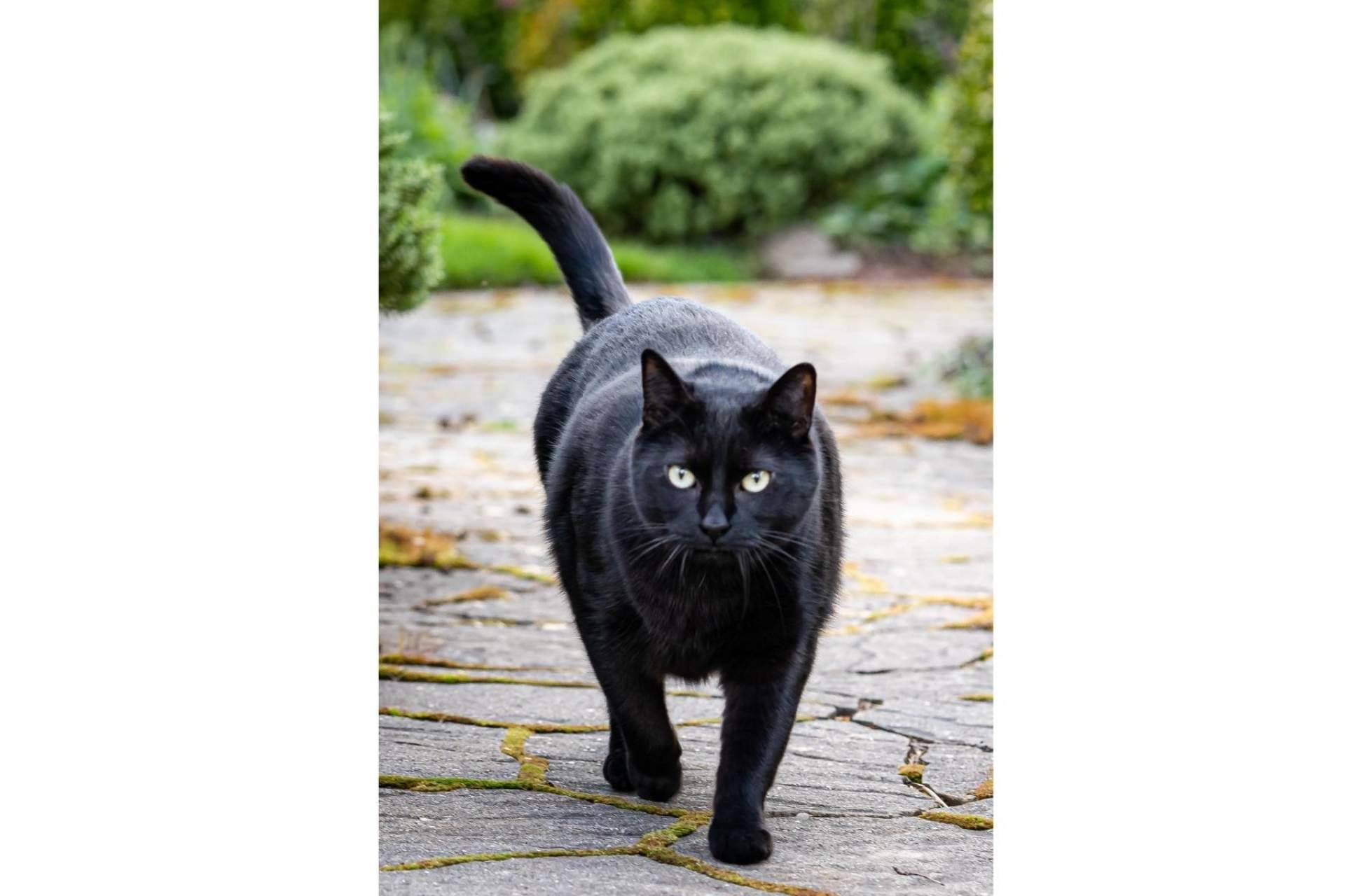 Los gatos negros sufren el mayor índice de rechazo a la hora de ser adoptados