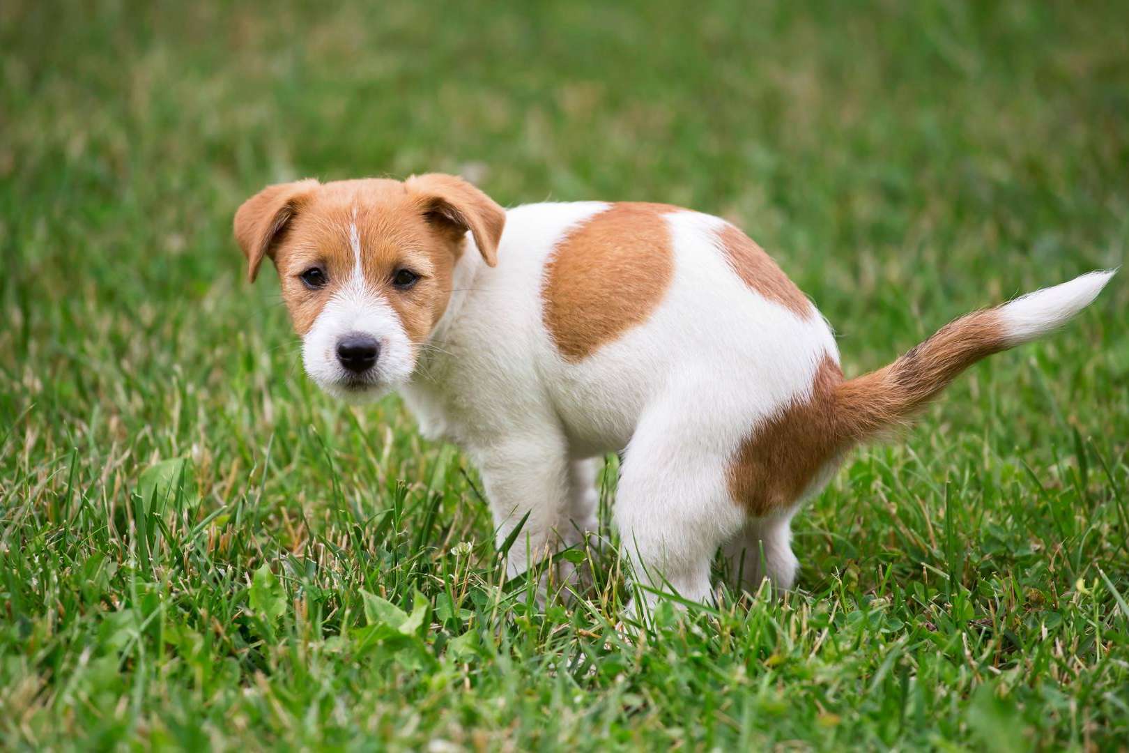 Censo canino y control de heces gracias al ADN canino