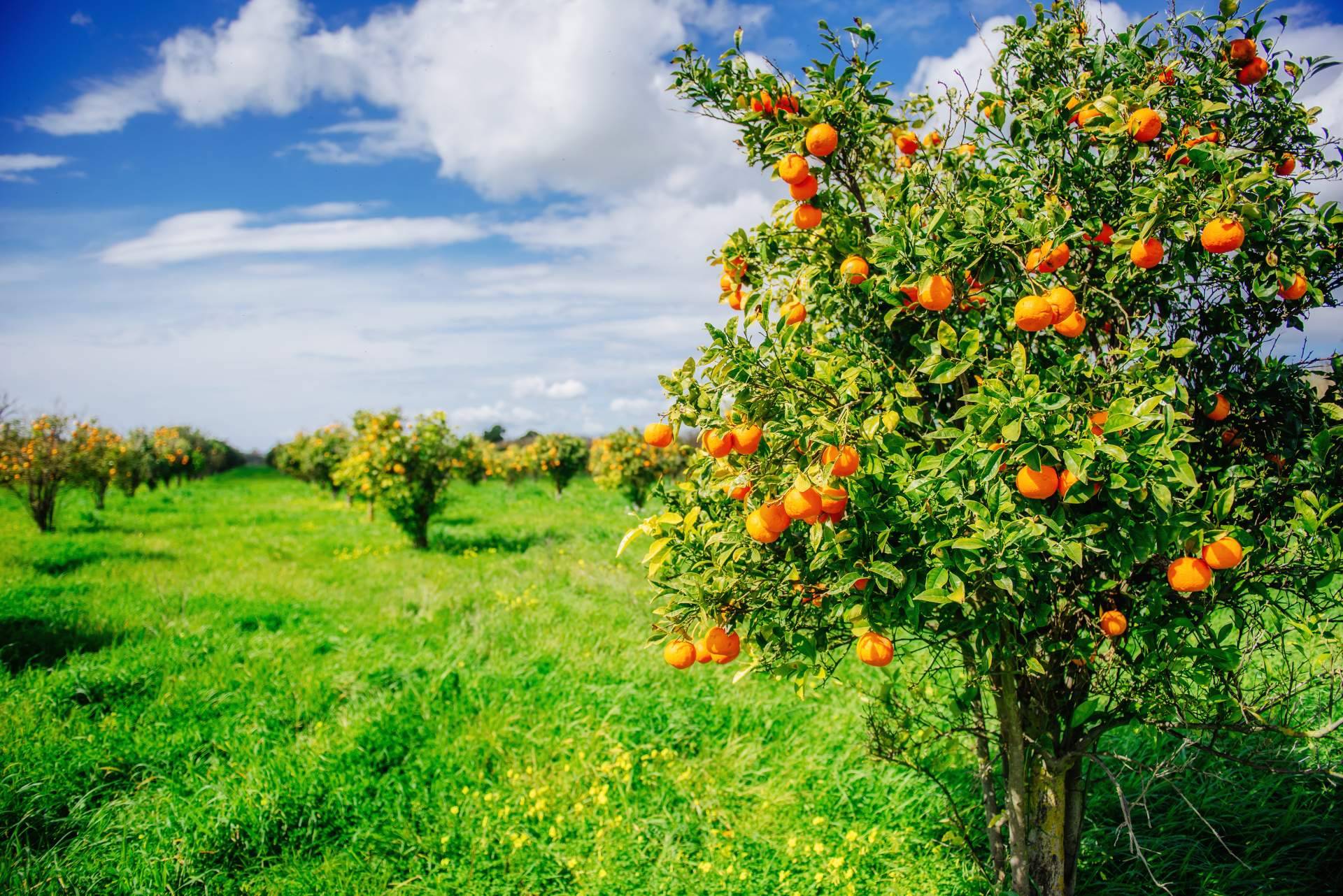 La Finca El Carraixet permite comprar naranjas directamente al agricultor
