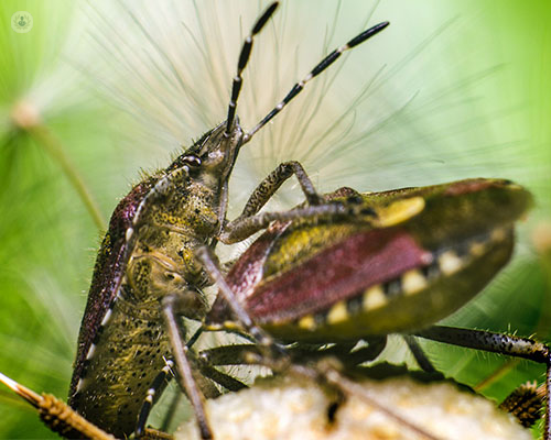 La Unidad de la Mujer del Ruber Internacional explica qué es y cómo puede afectar la enfermedad de Chagas