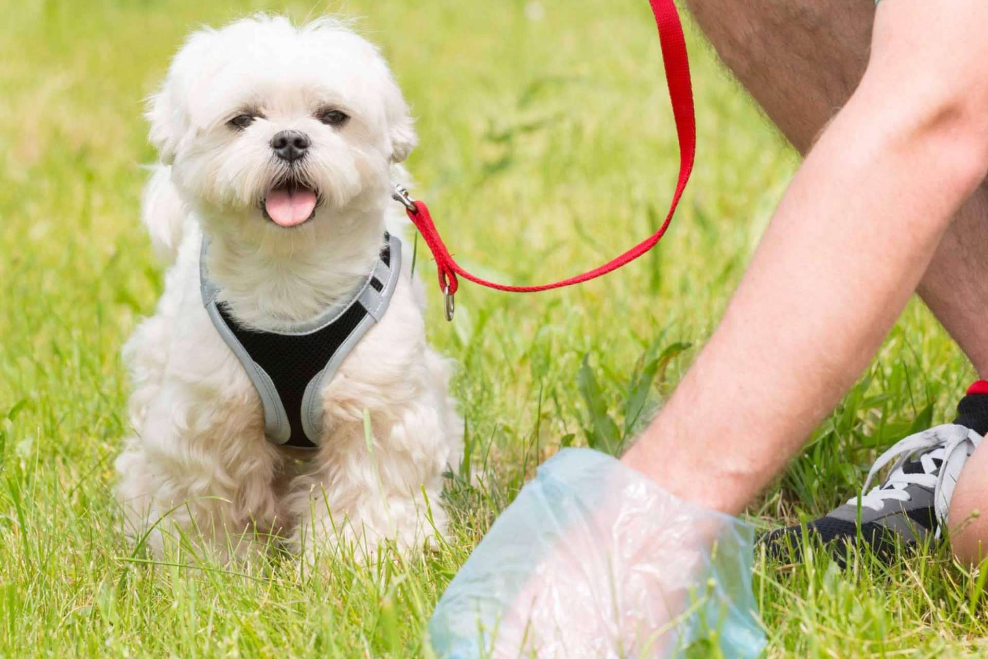 ¿Por qué se debe realizar un censo canino y control de heces en las localidades?