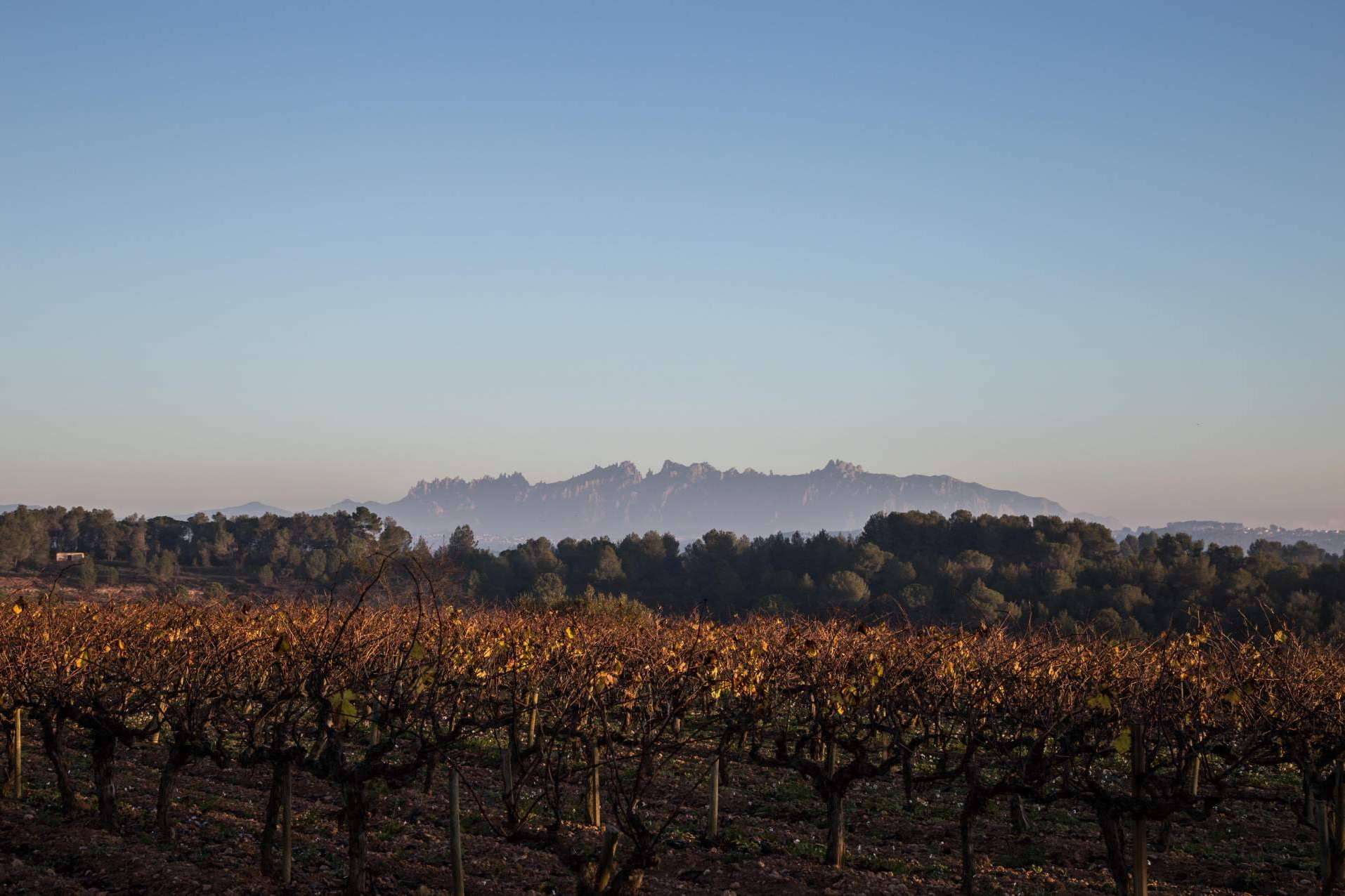 Beberse la naturaleza vinos y cavas