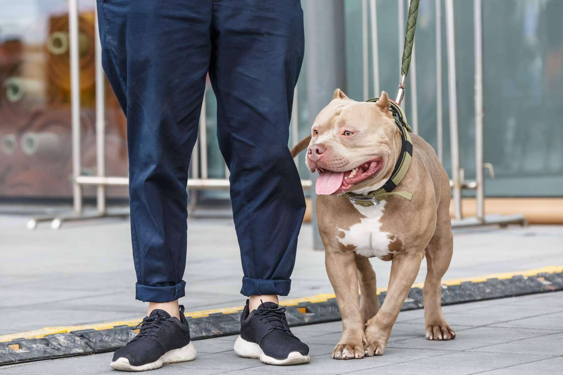 Los perros invisibles también necesitan una casa