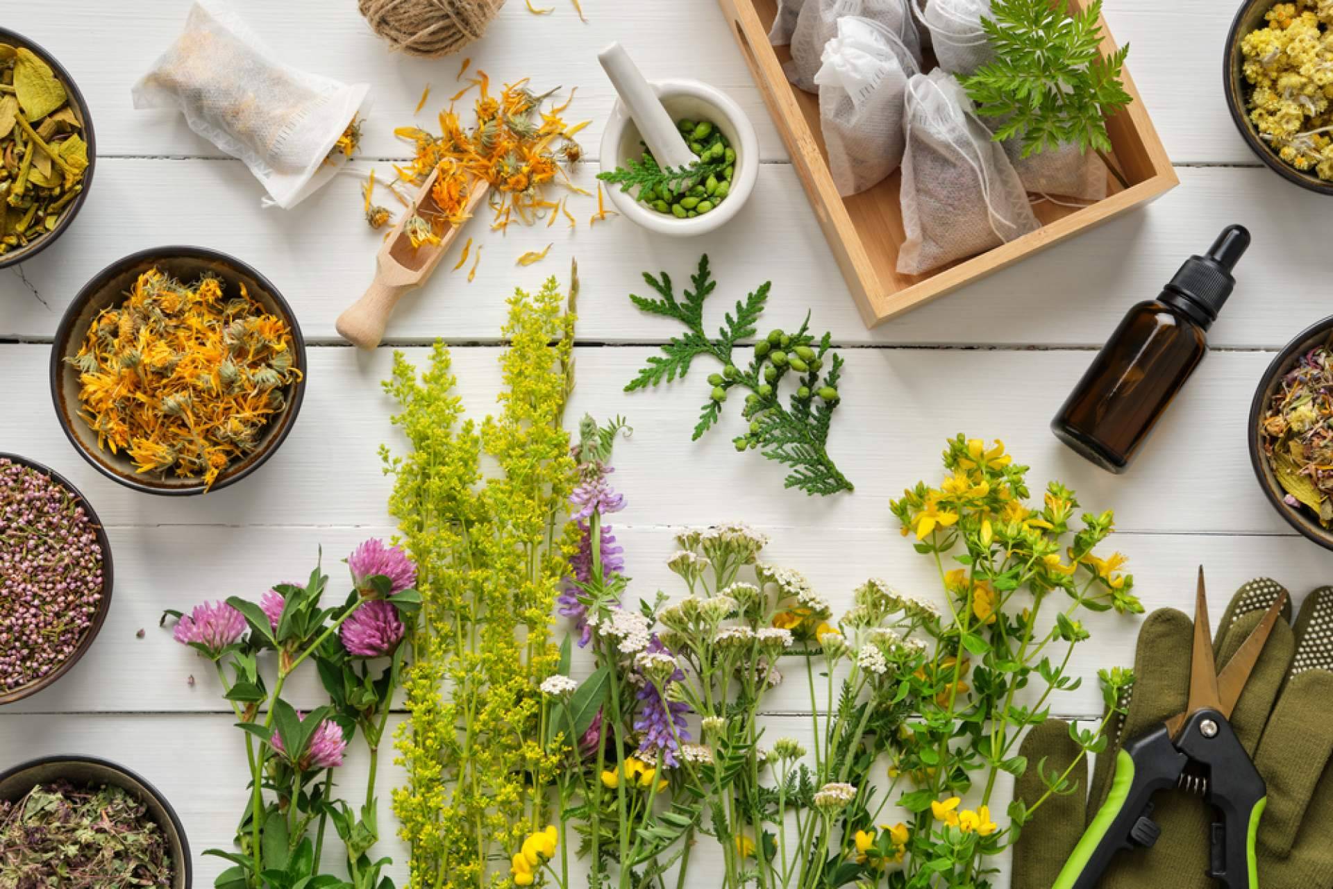 El Cardo Mariano para la desintoxicación natural del hígado en primavera de la mano de Store Naturopatía