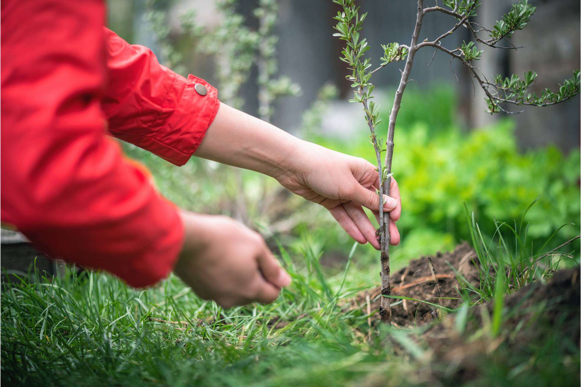 Apadrinar un árbol, el proyecto que se une a la colaboración con las víctimas de la guerra Ucrania, y fomenta el cuidado del medioambiente