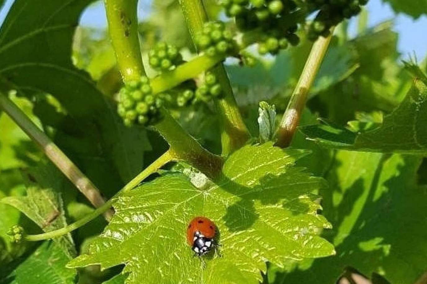 Casa del Vino Jávea potencia, a través de su web, la calidad del vino de la Comunidad Valenciana