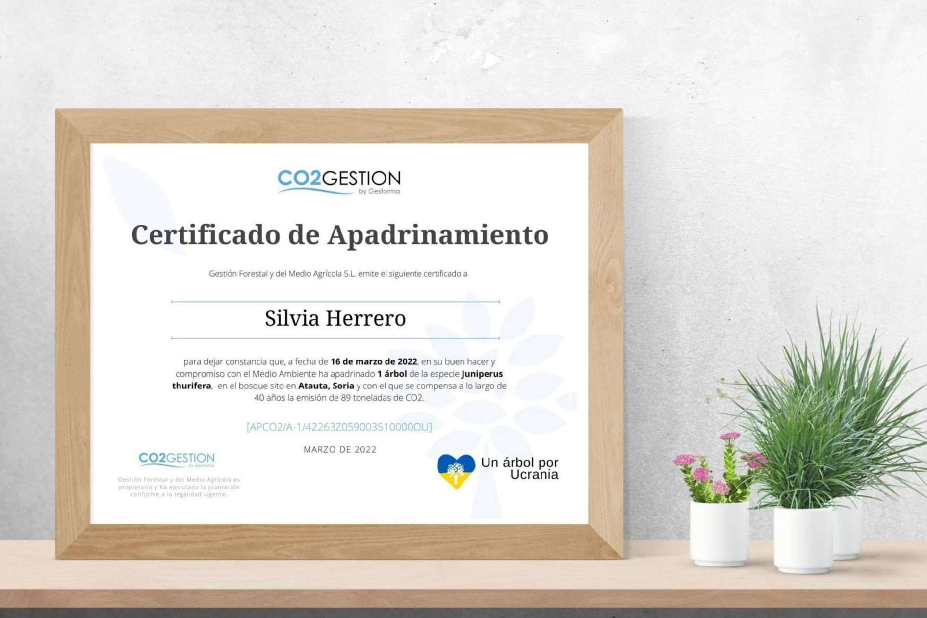 Una idea original y sostenible para las ocasiones especiales, regalar un árbol para preservar el medioambiente