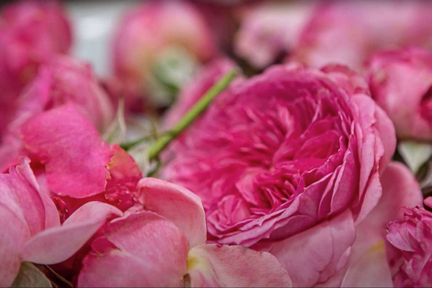 Rachel & Co ofrece un rosal comestible como alternativa en el Día del Libro y de la Rosa