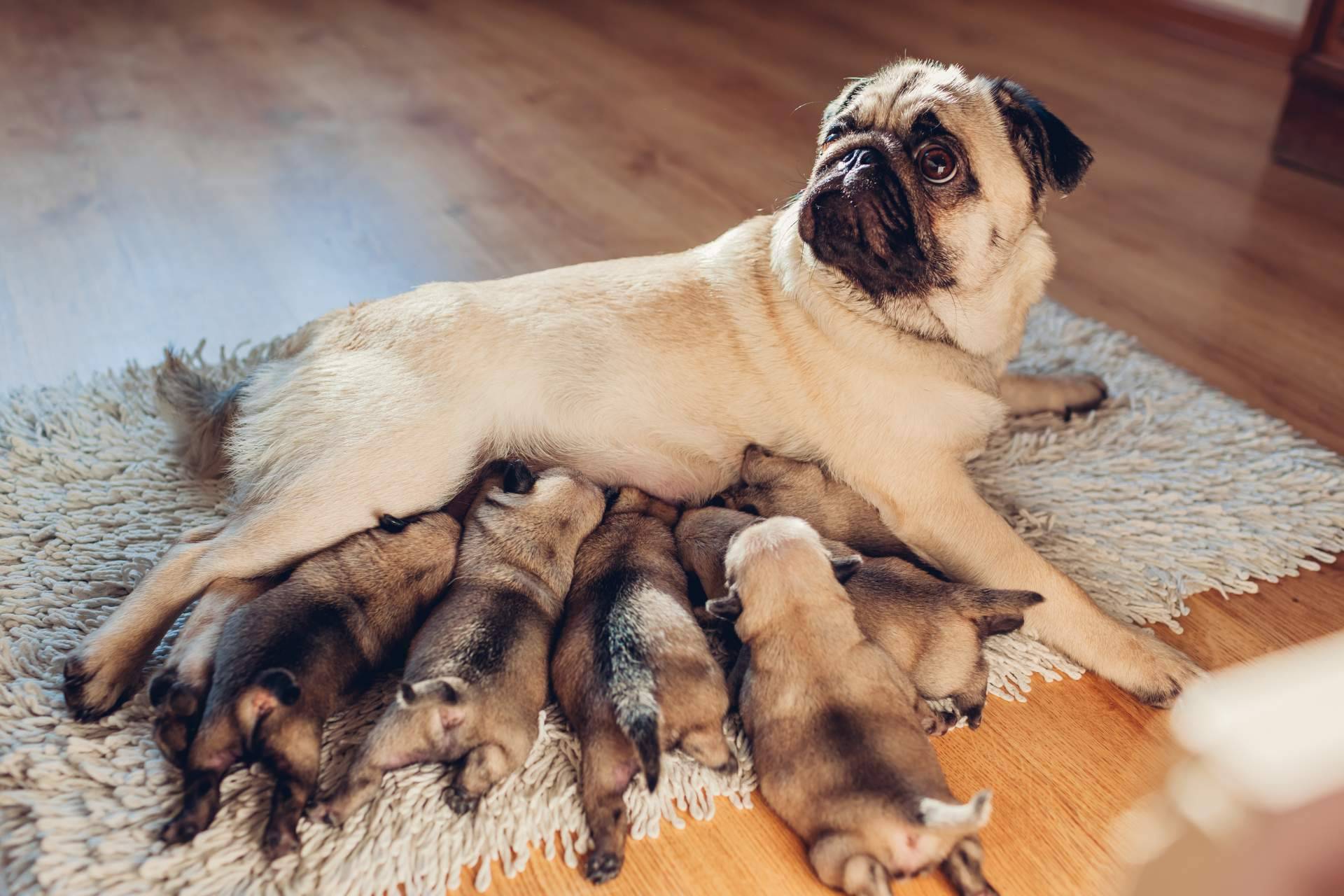 Cachorros del Valle explica qué es el pedigree y para qué sirve