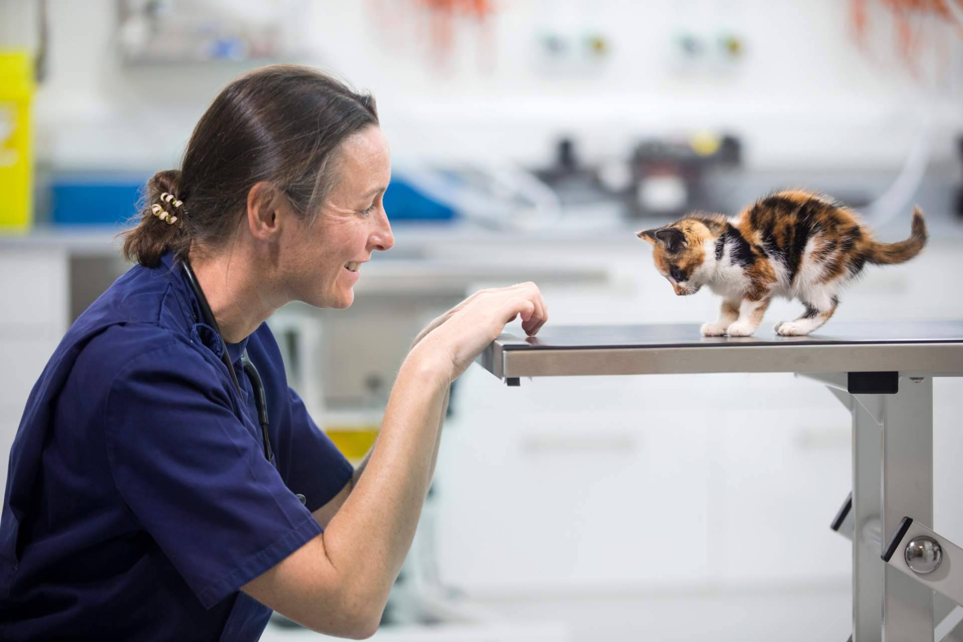 Motivos por los que es importante contratar un seguro veterinario