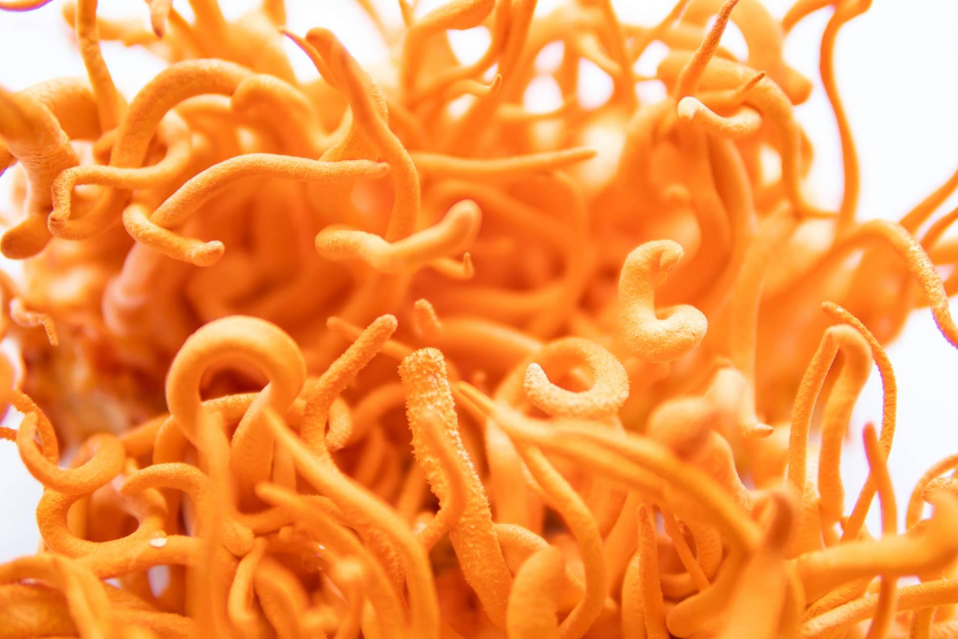 ¿Qué es el Hongo Cordyceps?, por La Tienda de Cristóbal