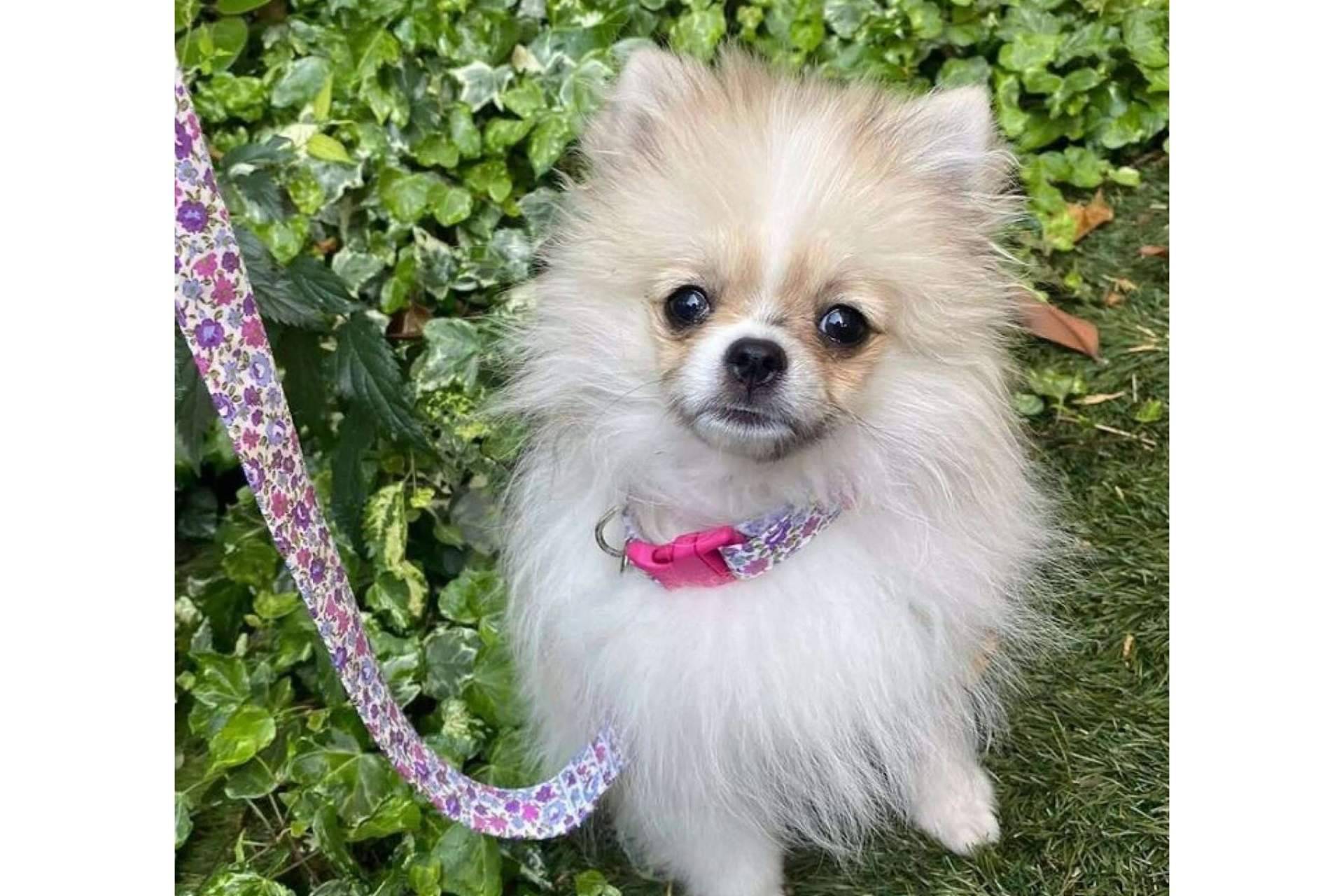 La nueva tendencia de los accesorios para mascotas de la mano de Izaladog