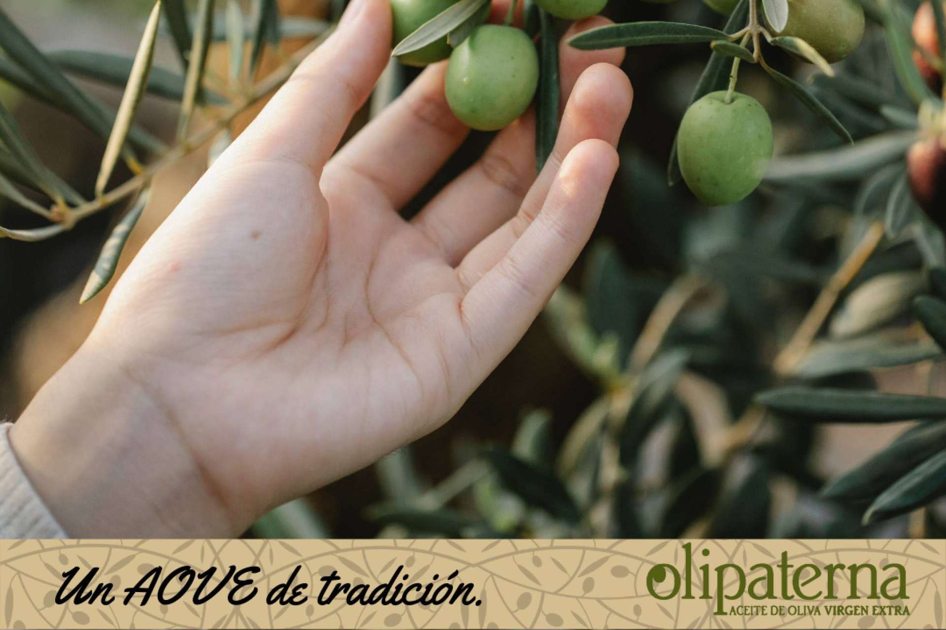 Olipaterna, productores de aceite de oliva virgen extra para cada ocasión