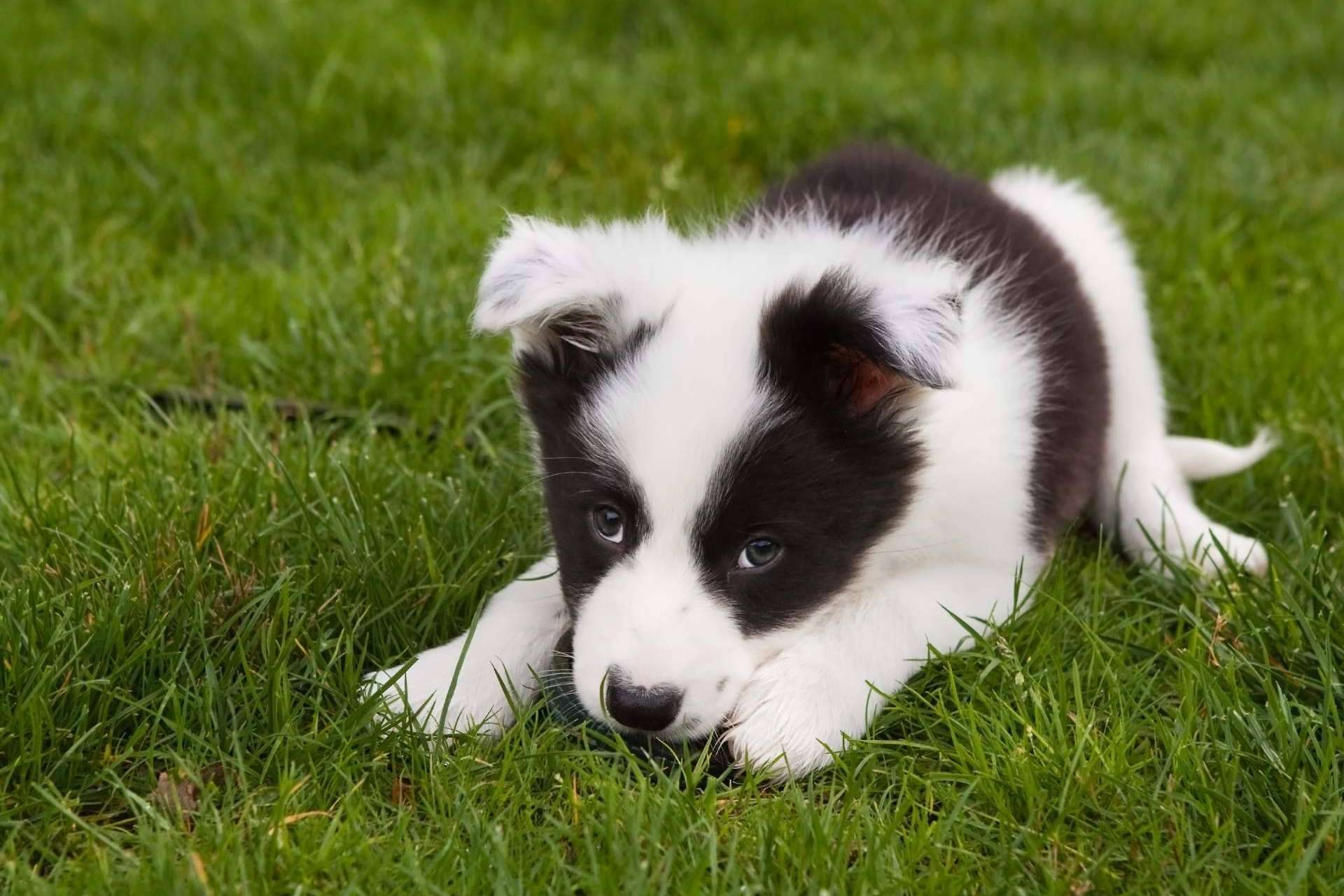 ¿Por qué es importante adquirir un cachorro sano en un lugar de confianza y con años de experiencia como Tienda Cachorro?