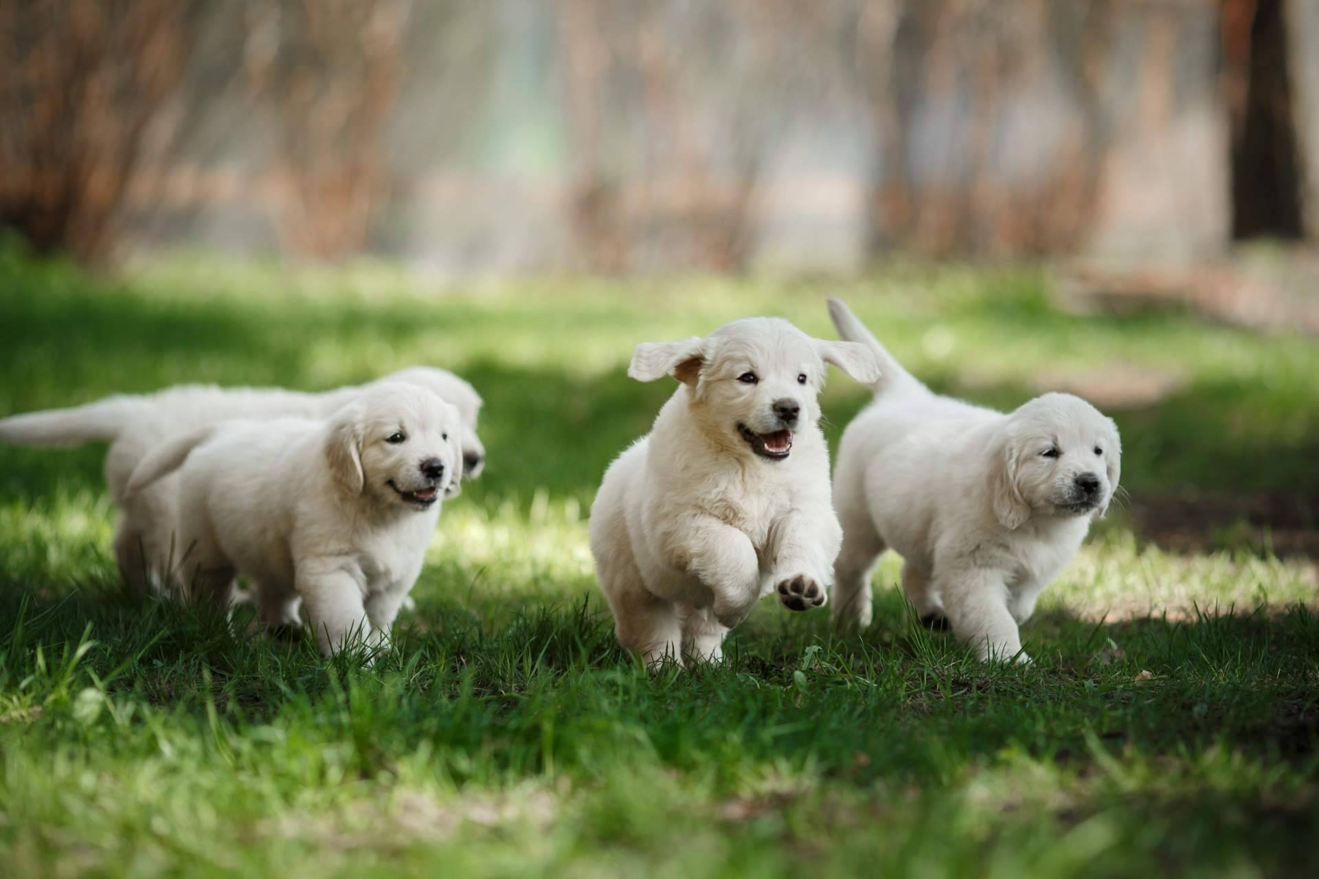 ¿Por qué adquirir un cachorro sano es responsabilidad de todos?, según Tienda Cachorro