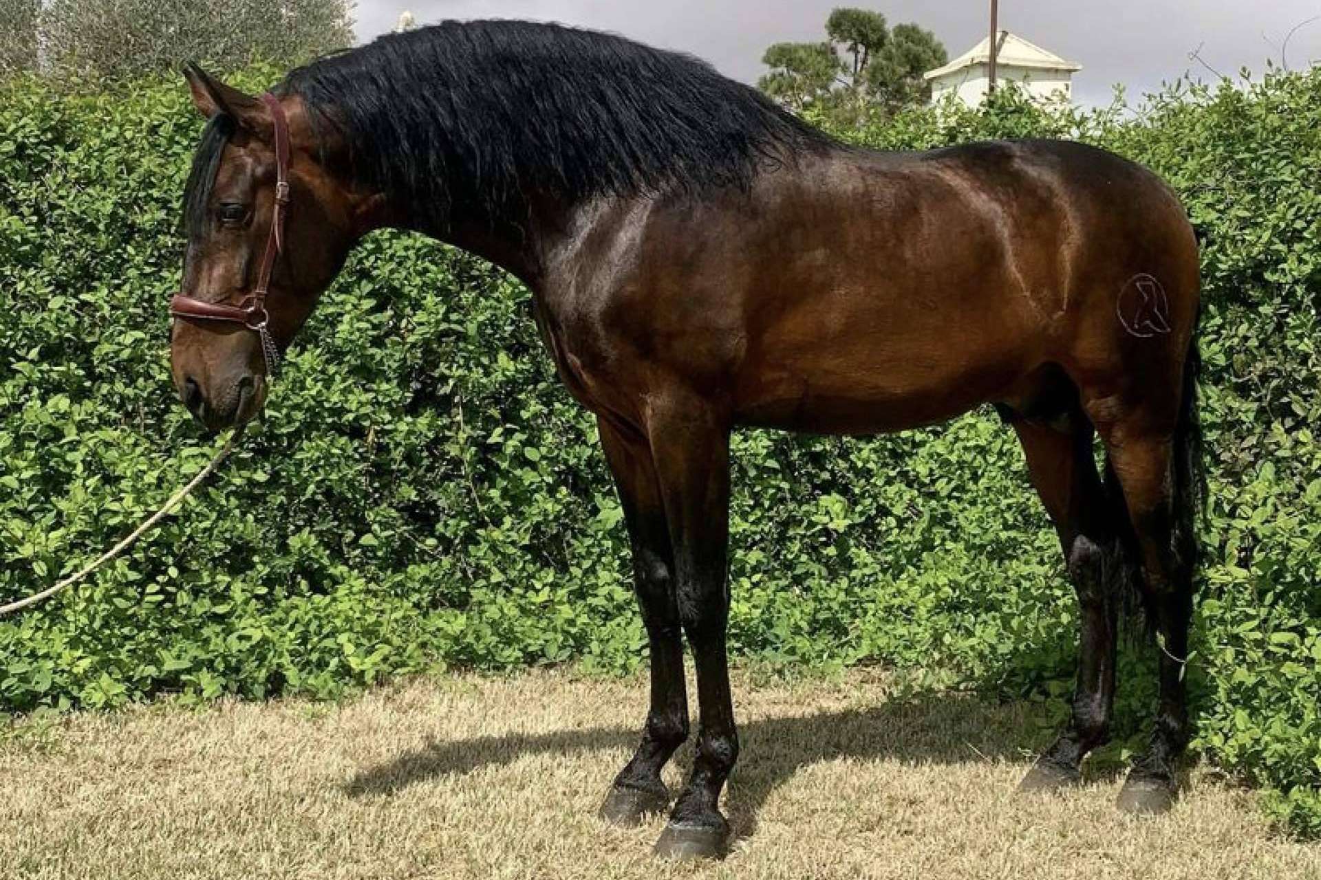 Venta de caballos sementales de pura raza española, de la mano de Yeguada La Pajarita