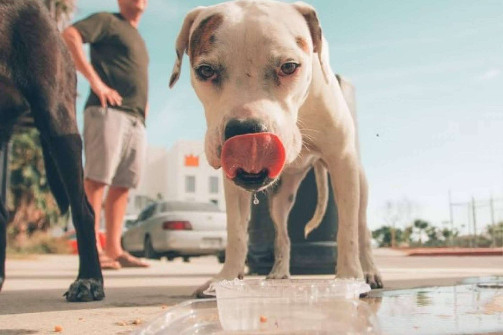 Cómo evitar un golpe de calor en los perros