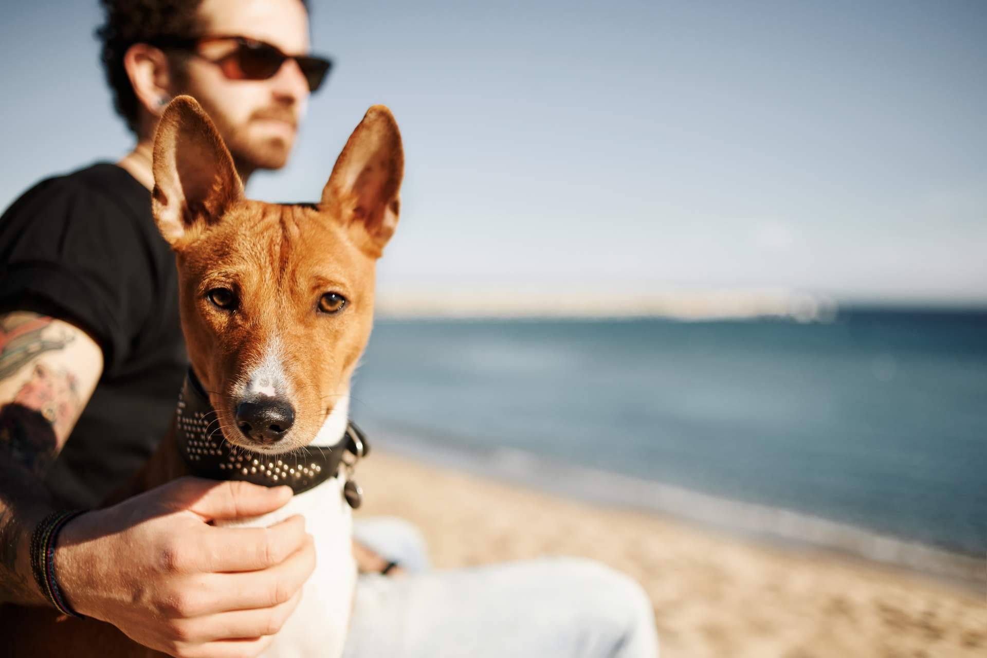 Adoptar perros en verano para evitar que las protectoras colapsen