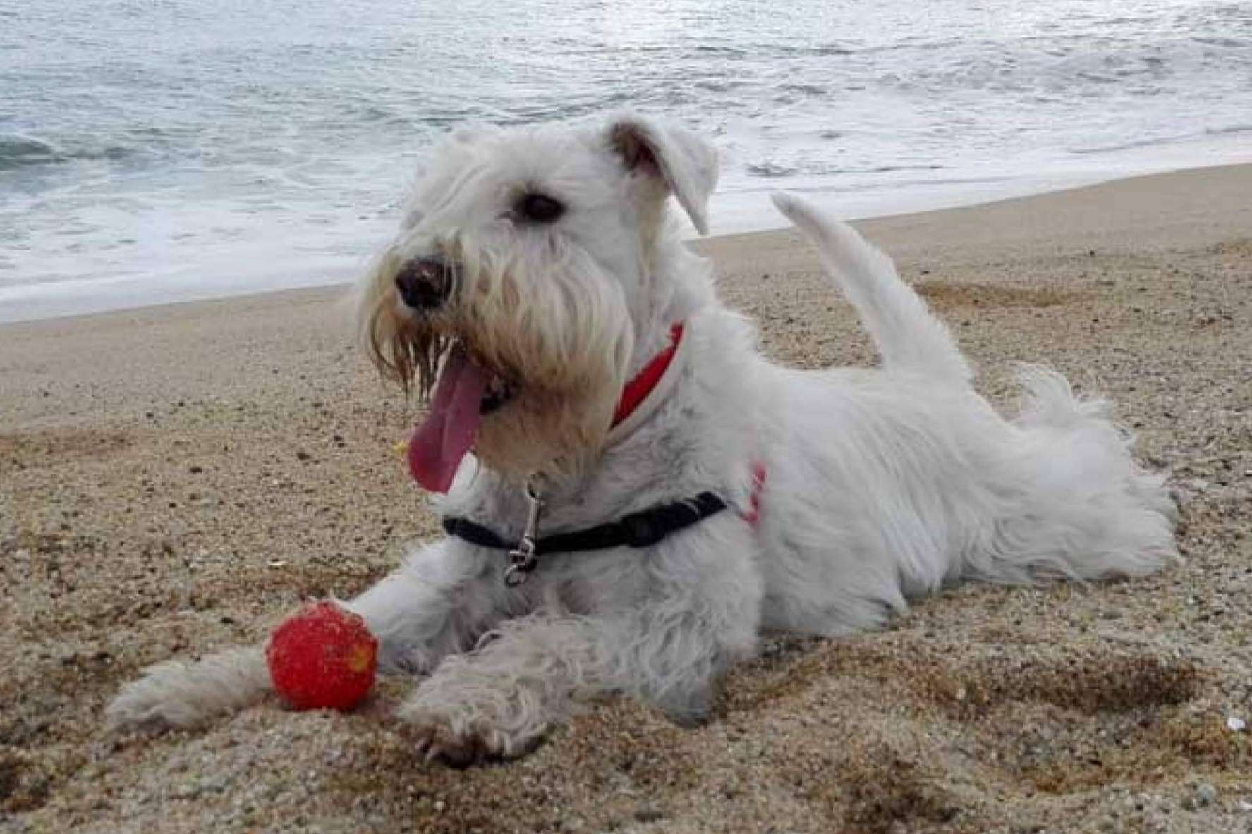 Adquirir juguetes para perros con Lucas & Lola