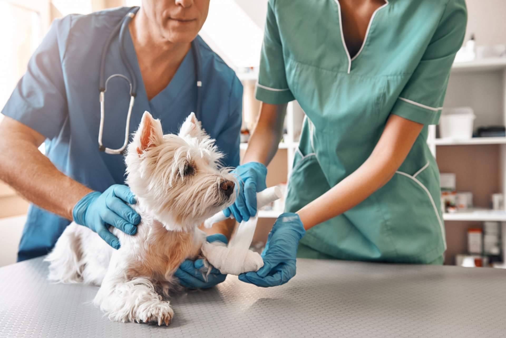 VetFormación ofrece cursos de Auxiliar Veterinario