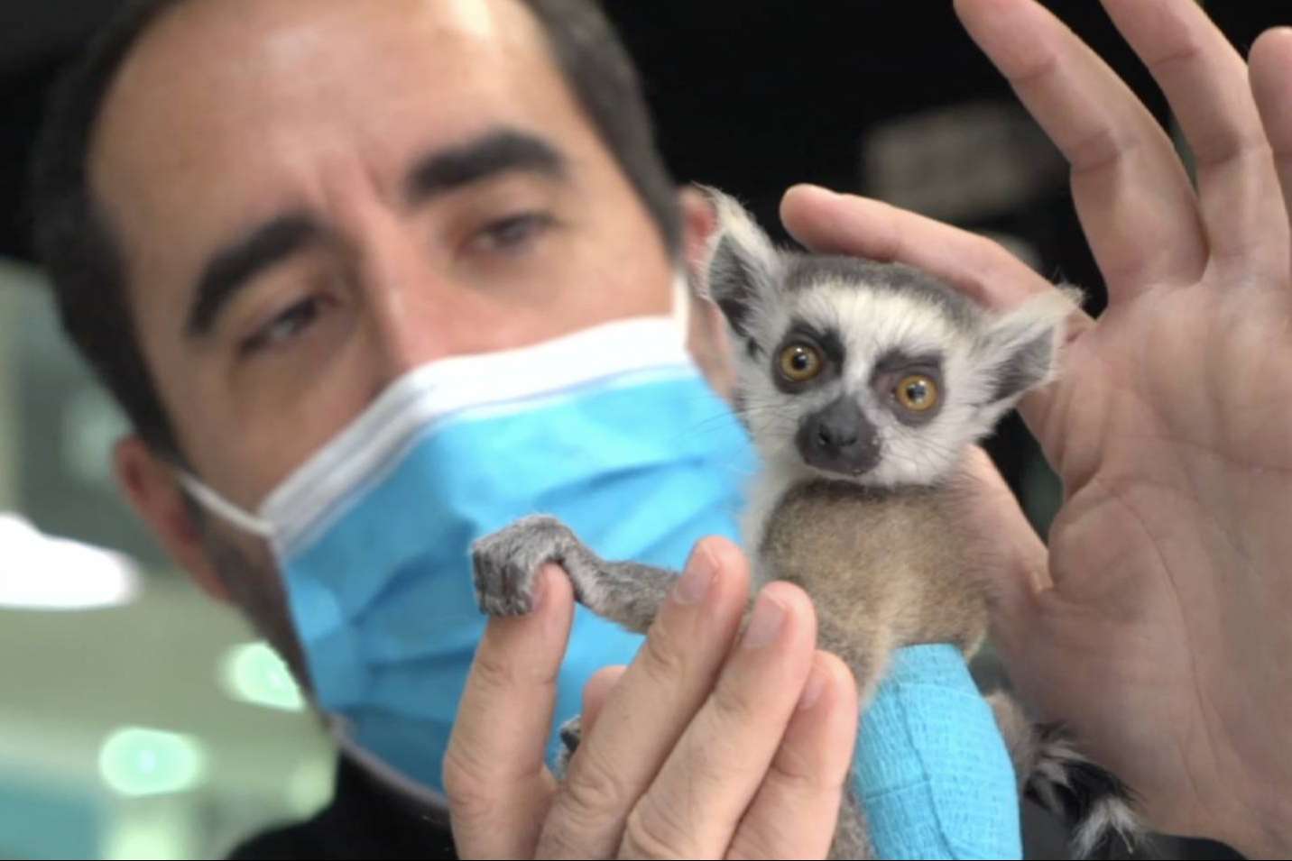 Desparasitar a las mascotas para protegerlas de las garrapatas, con Hospital Veterinario Privet
