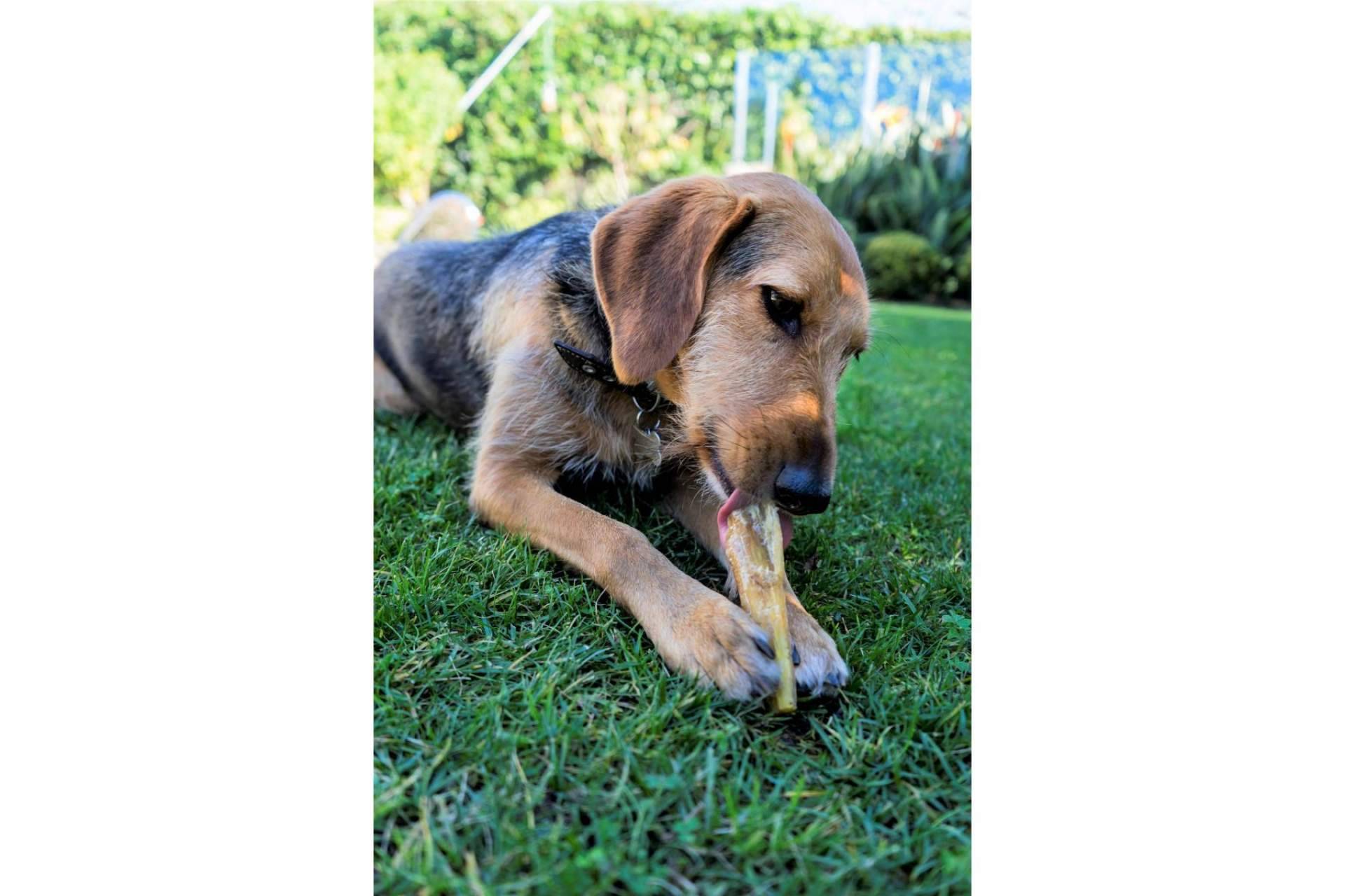 Los snacks y alimentos húmedos para mascotas que ofrece Lenda
