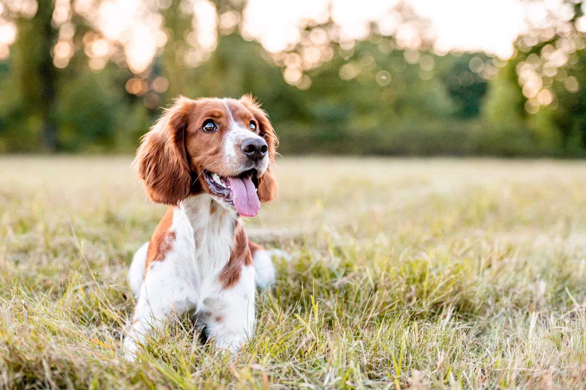 Central del Cachorro, el filtro para encontrar una mascota sana y feliz