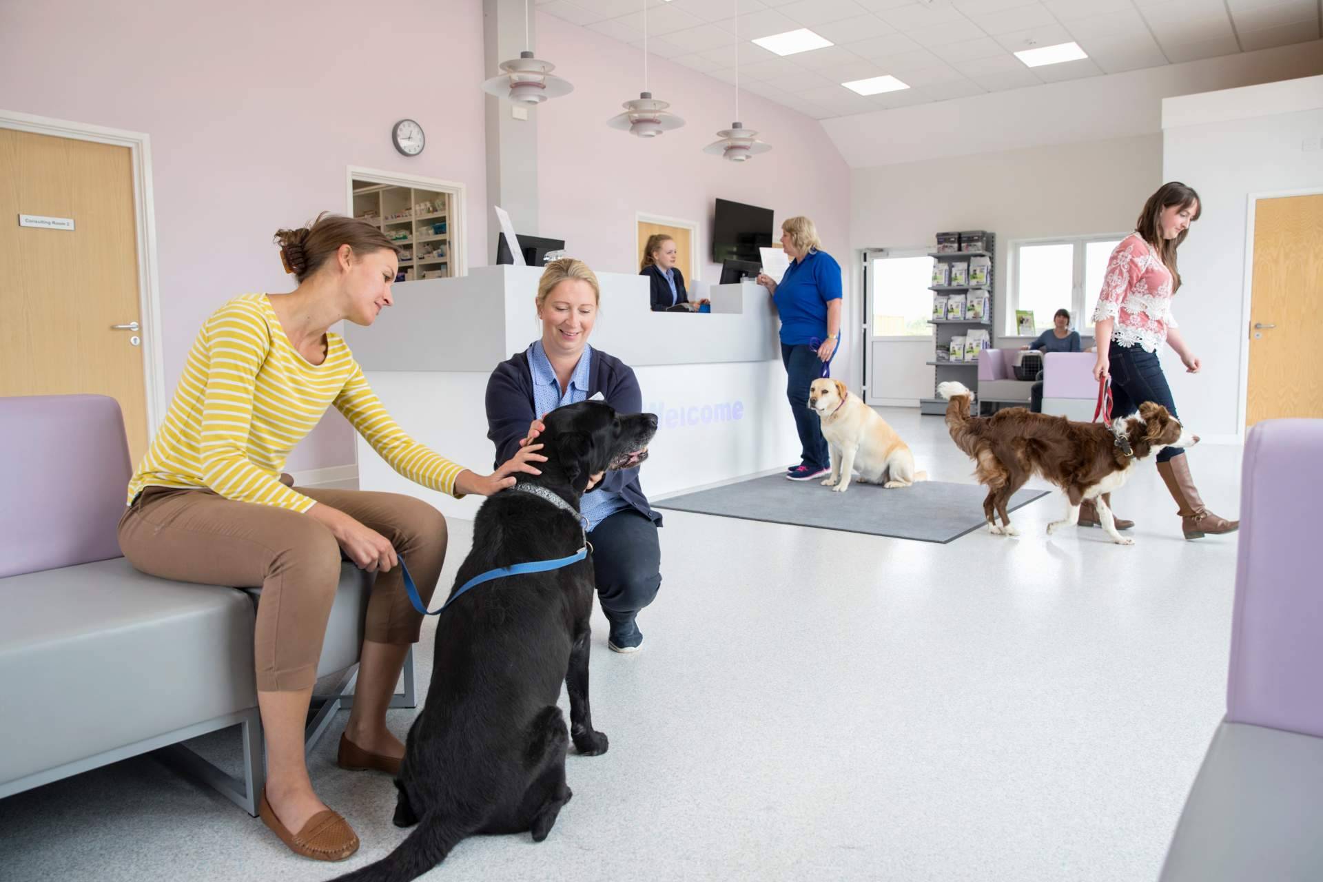 Aspectos que cubre el seguro veterinario de Barkibu