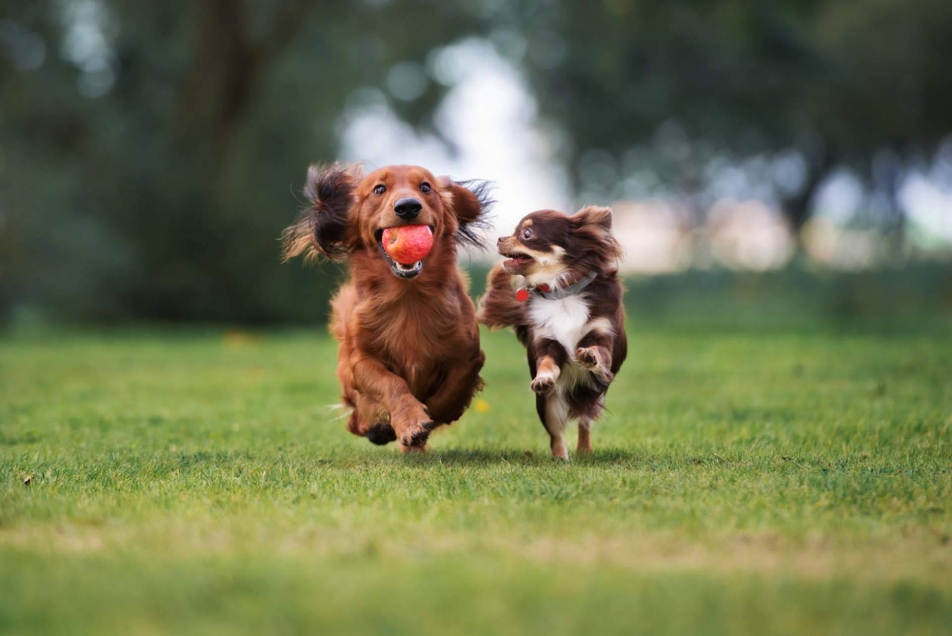 PERROBUENO, la guardería canina que da importancia al bienestar, la salud y la comunicación social de las mascotas