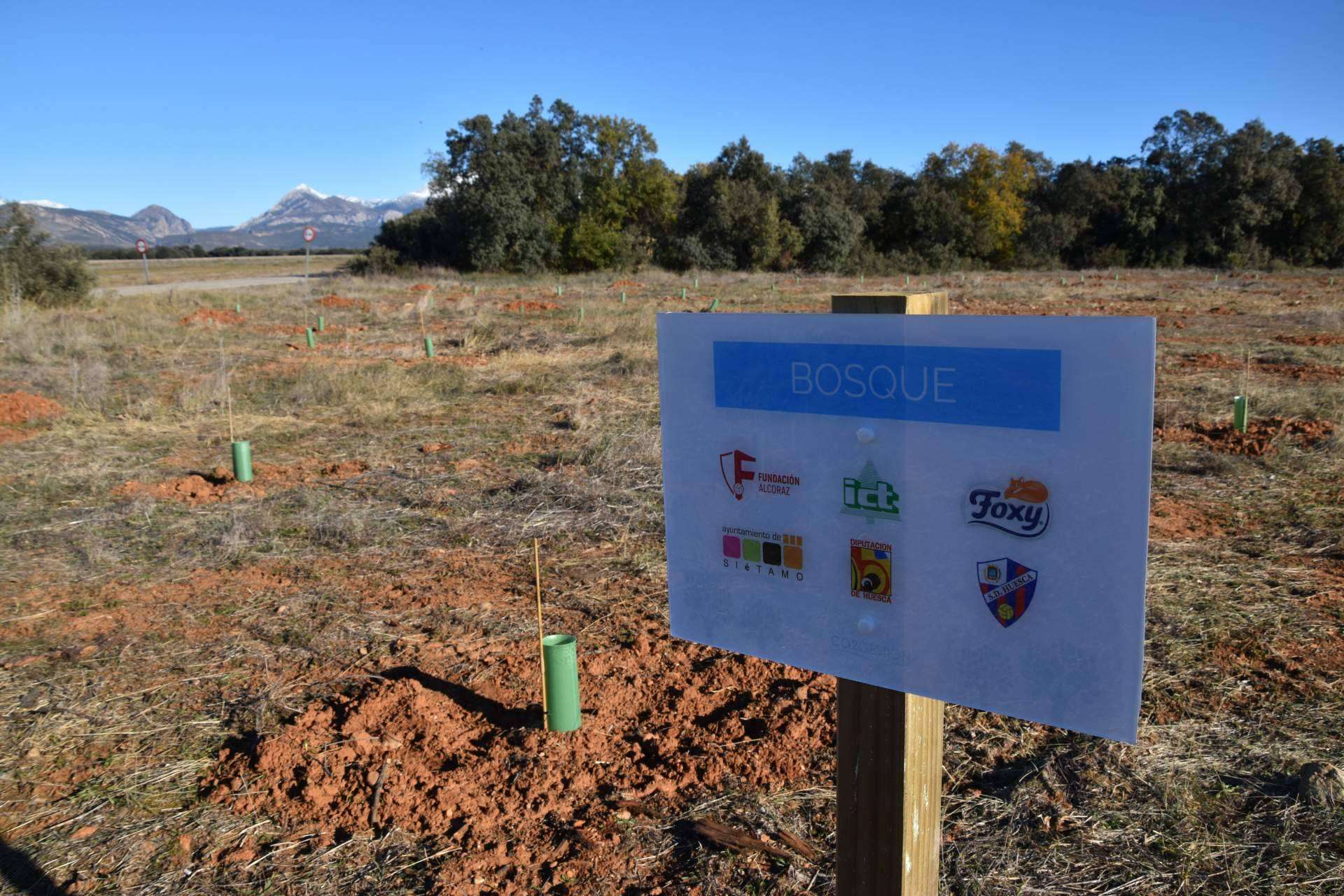 Beneficios de los planes de RSC medioambientales, la plantación de árboles y apadrinamiento de bosques