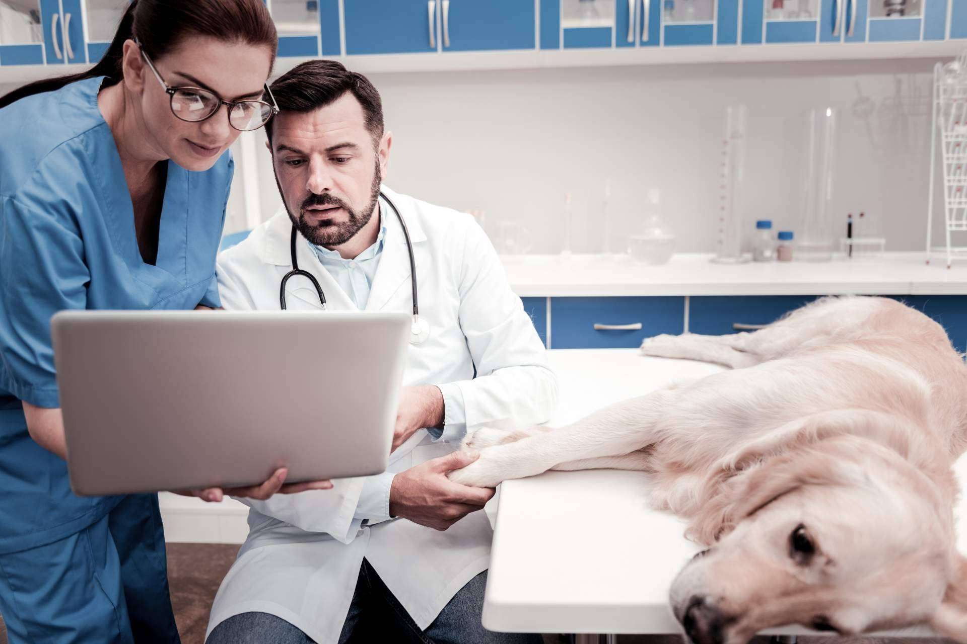 La eSalud llega al mundo veterinario