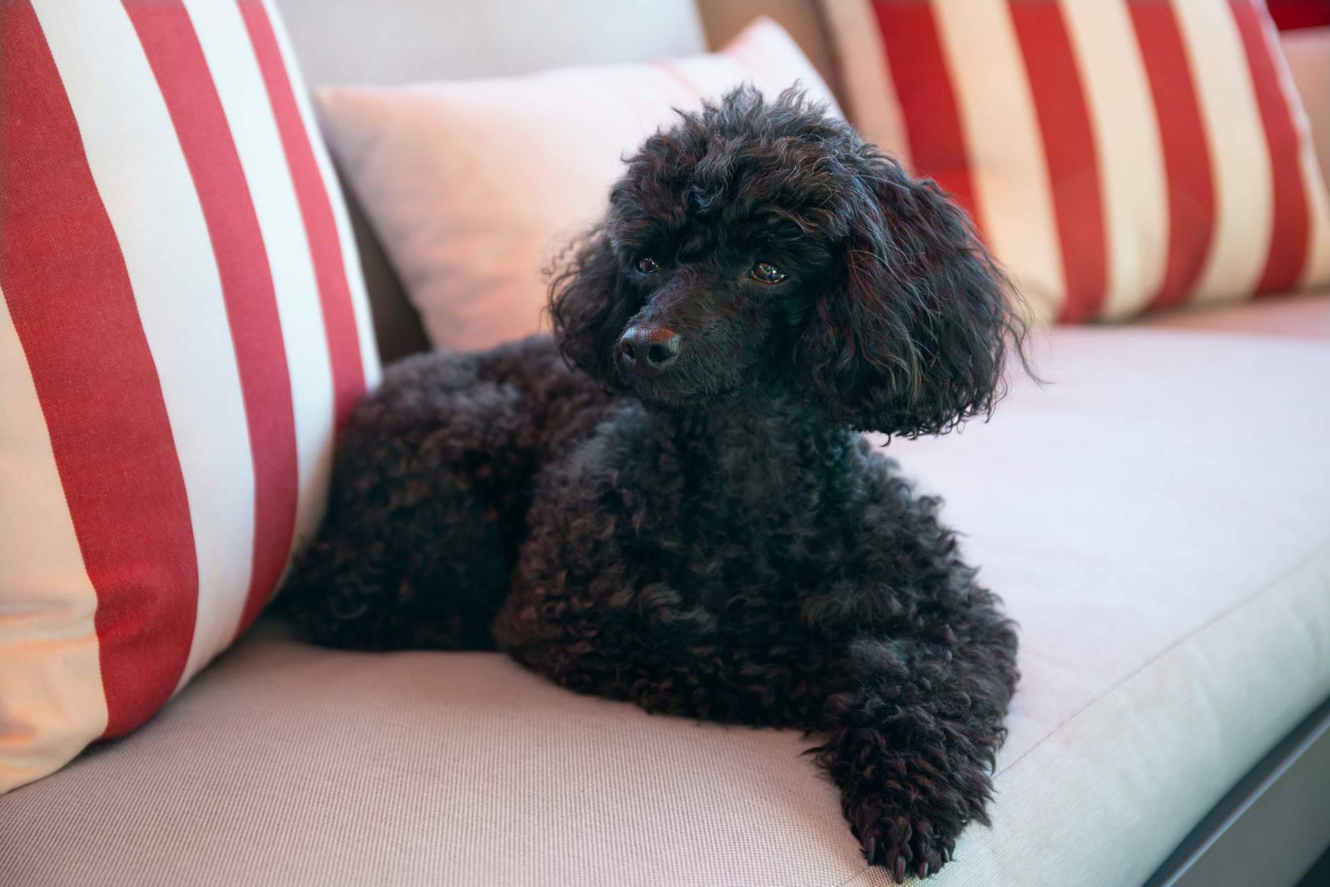 Todo lo que se debe saber acerca de los perros caniches, por DeCaniches.com