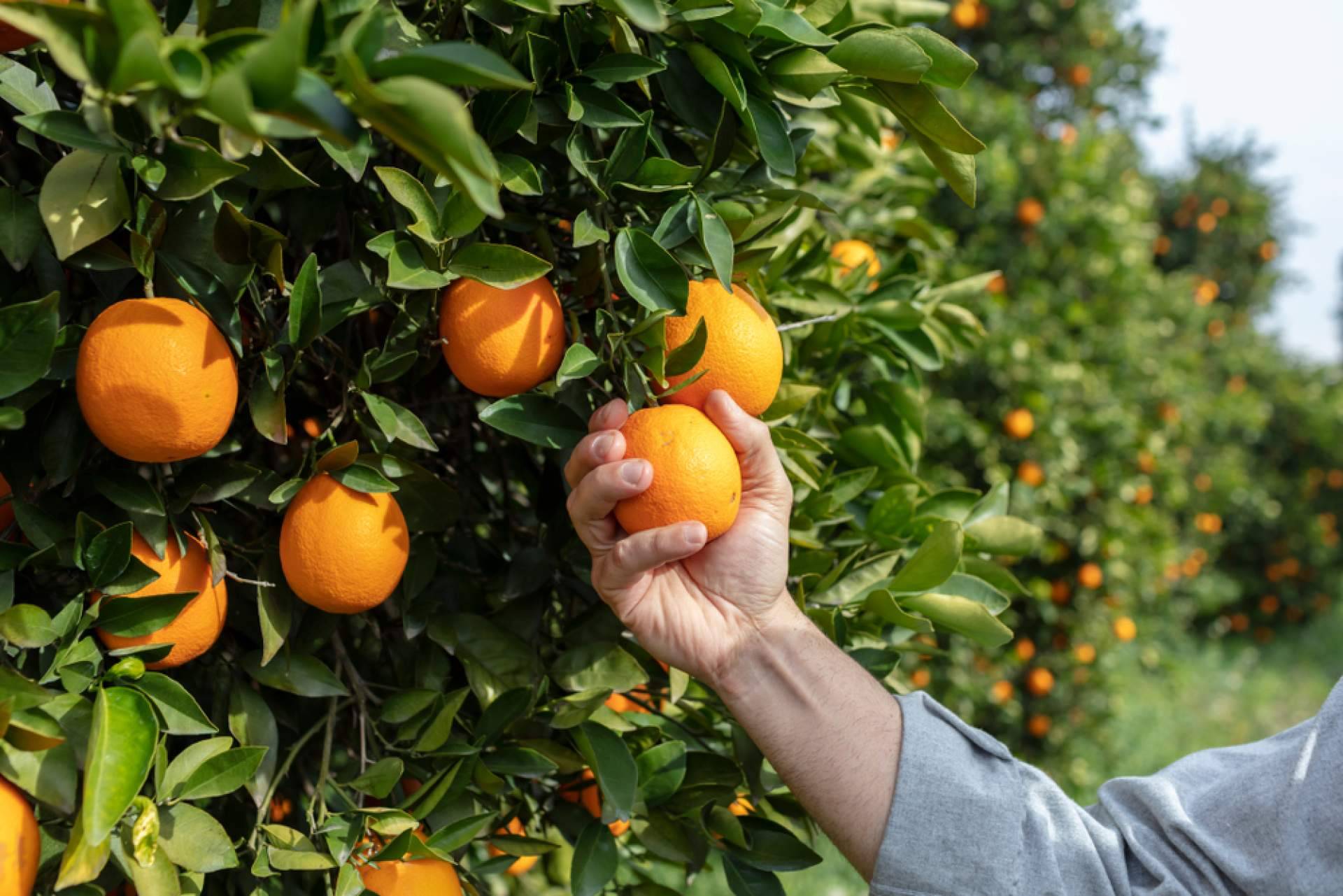 Beneficios de la naranja para evitar y combatir resfriados, con Sabor a Naranjas