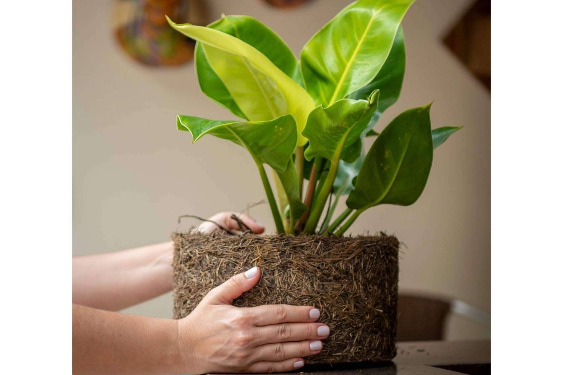 Biosolvit Spain organiza un sorteo de macetas biodegradables para colegios que tengan proyectos eco