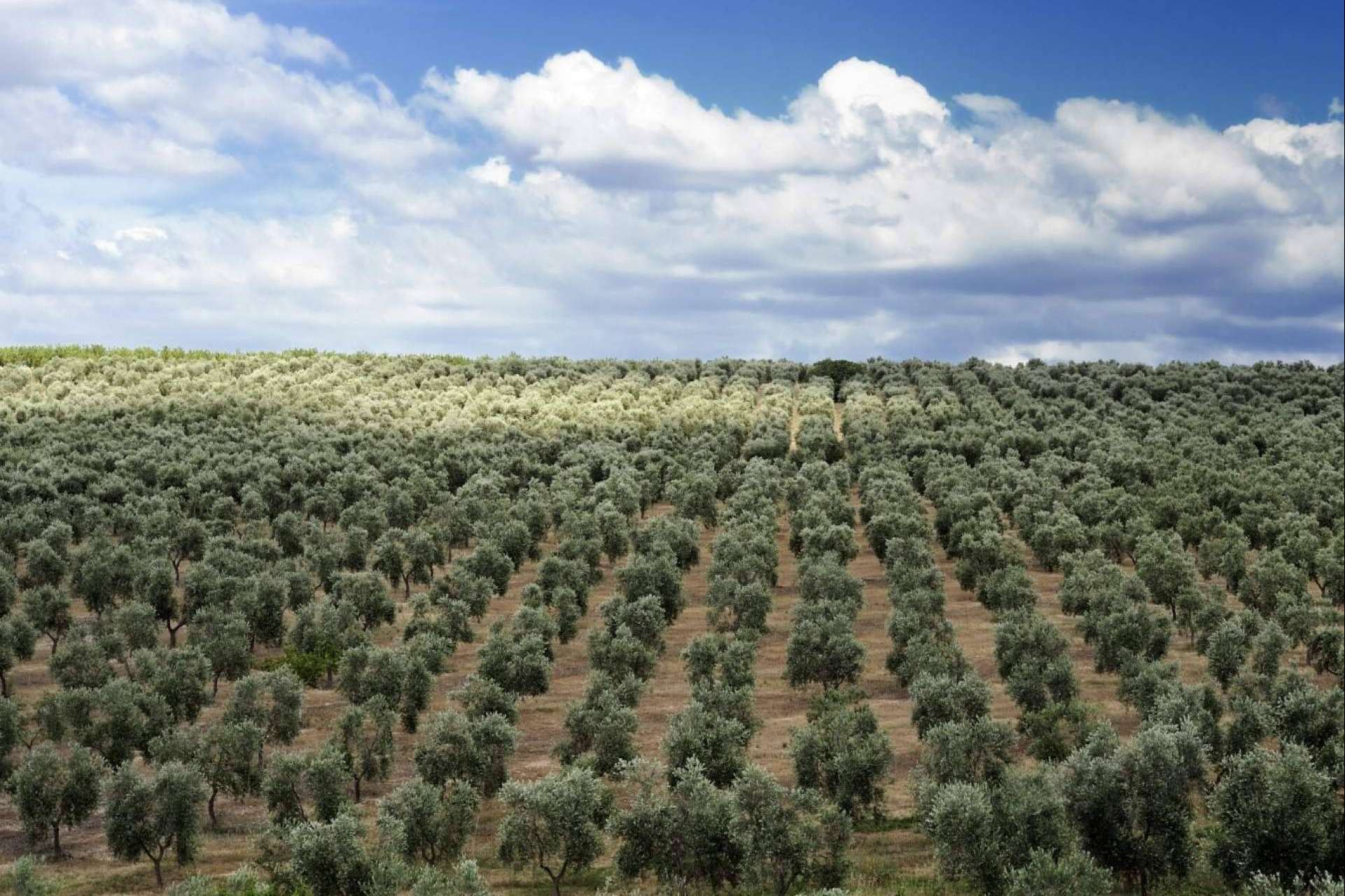 Vareadores para recolección olivar, de la mano de Agrocor