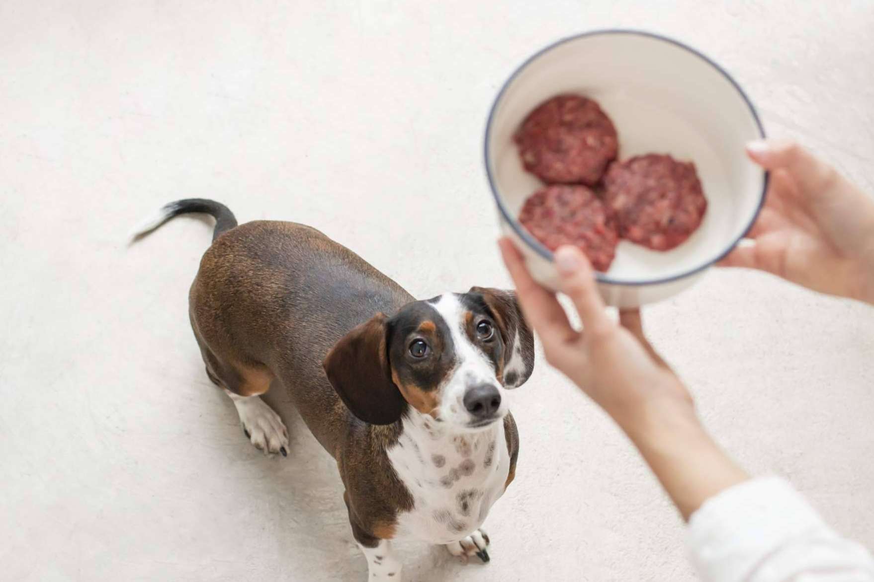 Wild Balance apuesta por la alimentación natural para mascotas y aterriza en Dubái