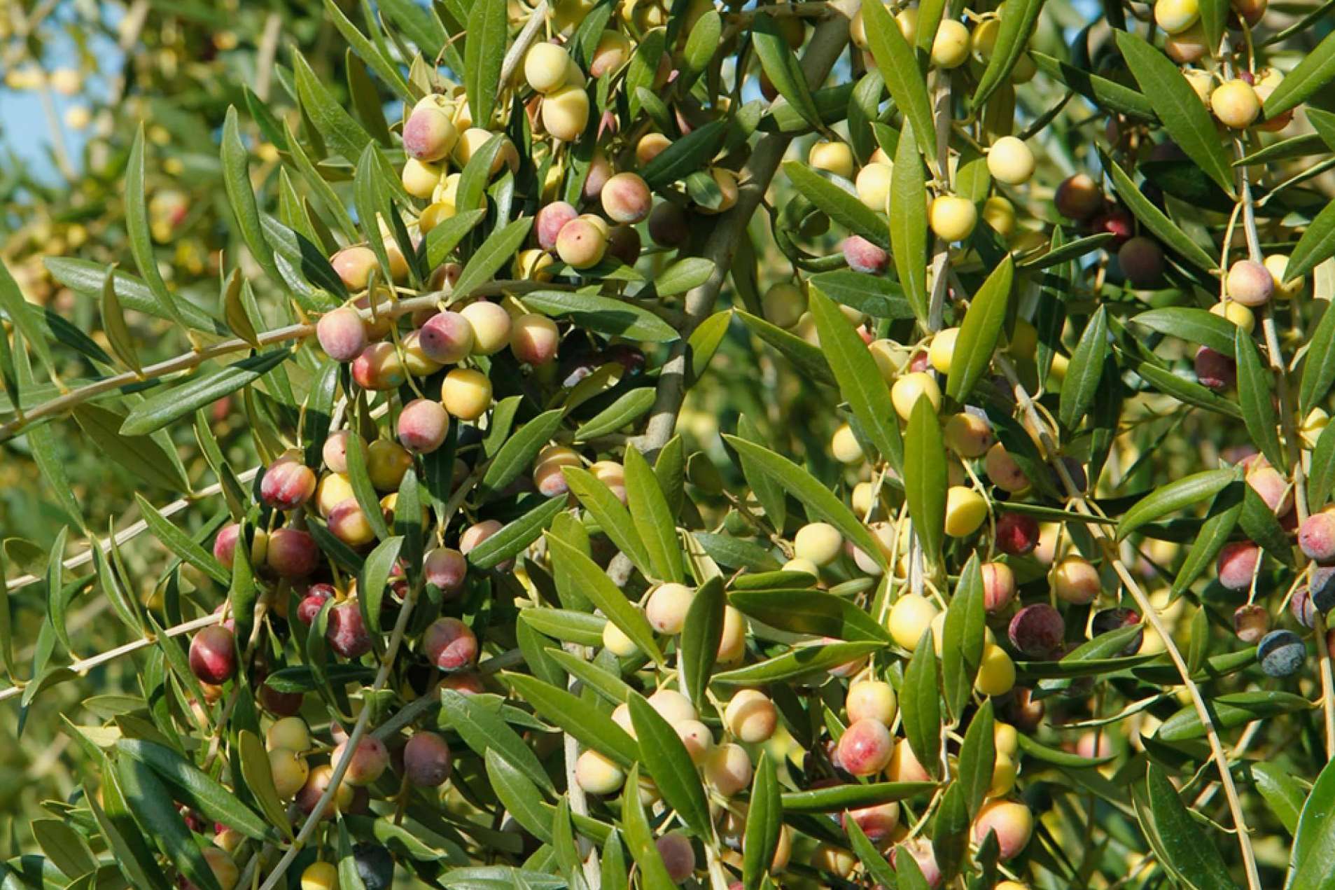 La salud y las aceitunas arbequinas