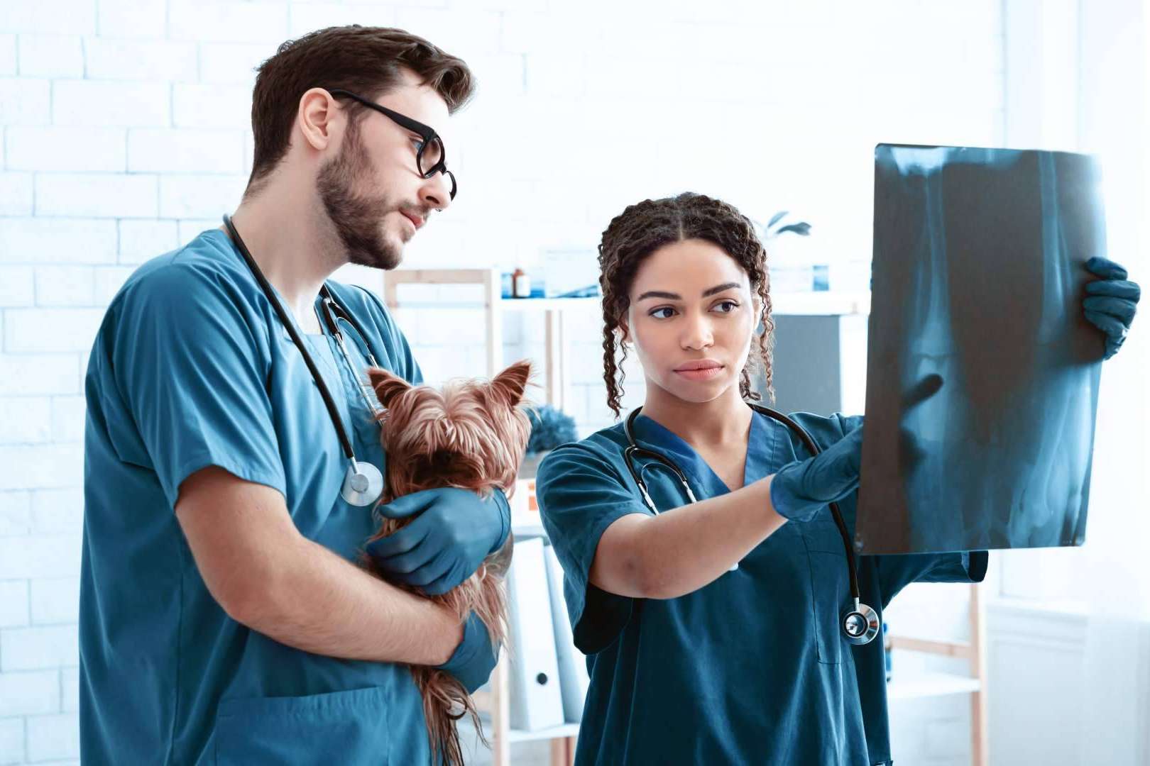Vetformación responde si hace falta el bachillerato para ser auxiliar veterinario