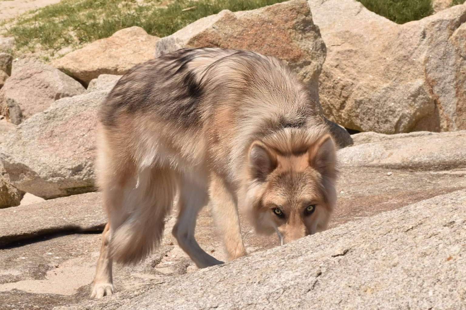 Wolfdog o Perro Lobo Americano, de los mitos y leyendas a las realidades