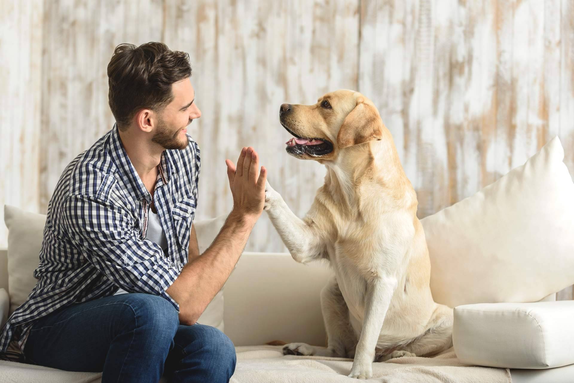 Aboganimal y su servicio de mediación animal en los procesos de familia