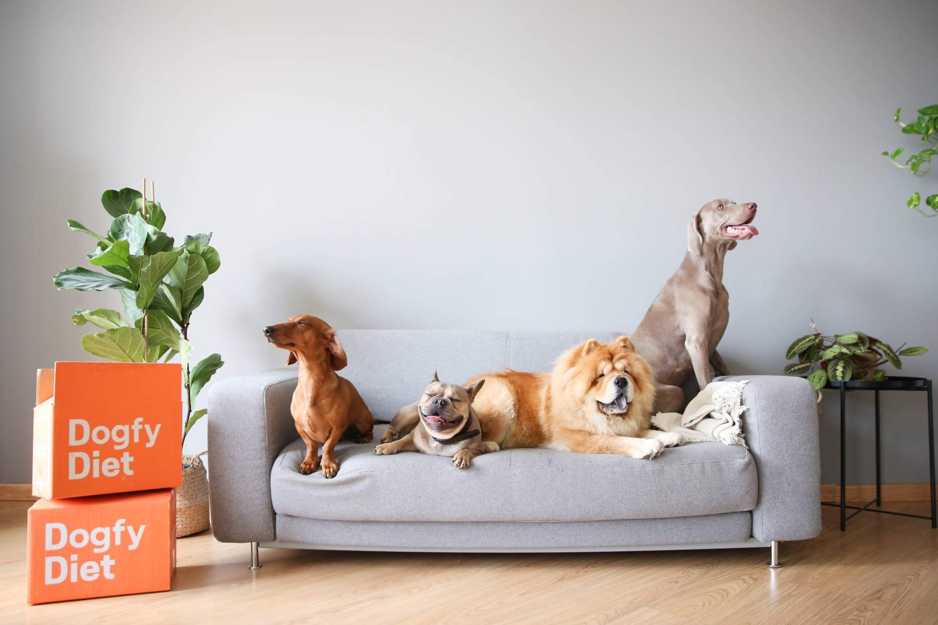 ¿Qué beneficios tiene la comida natural para perros?