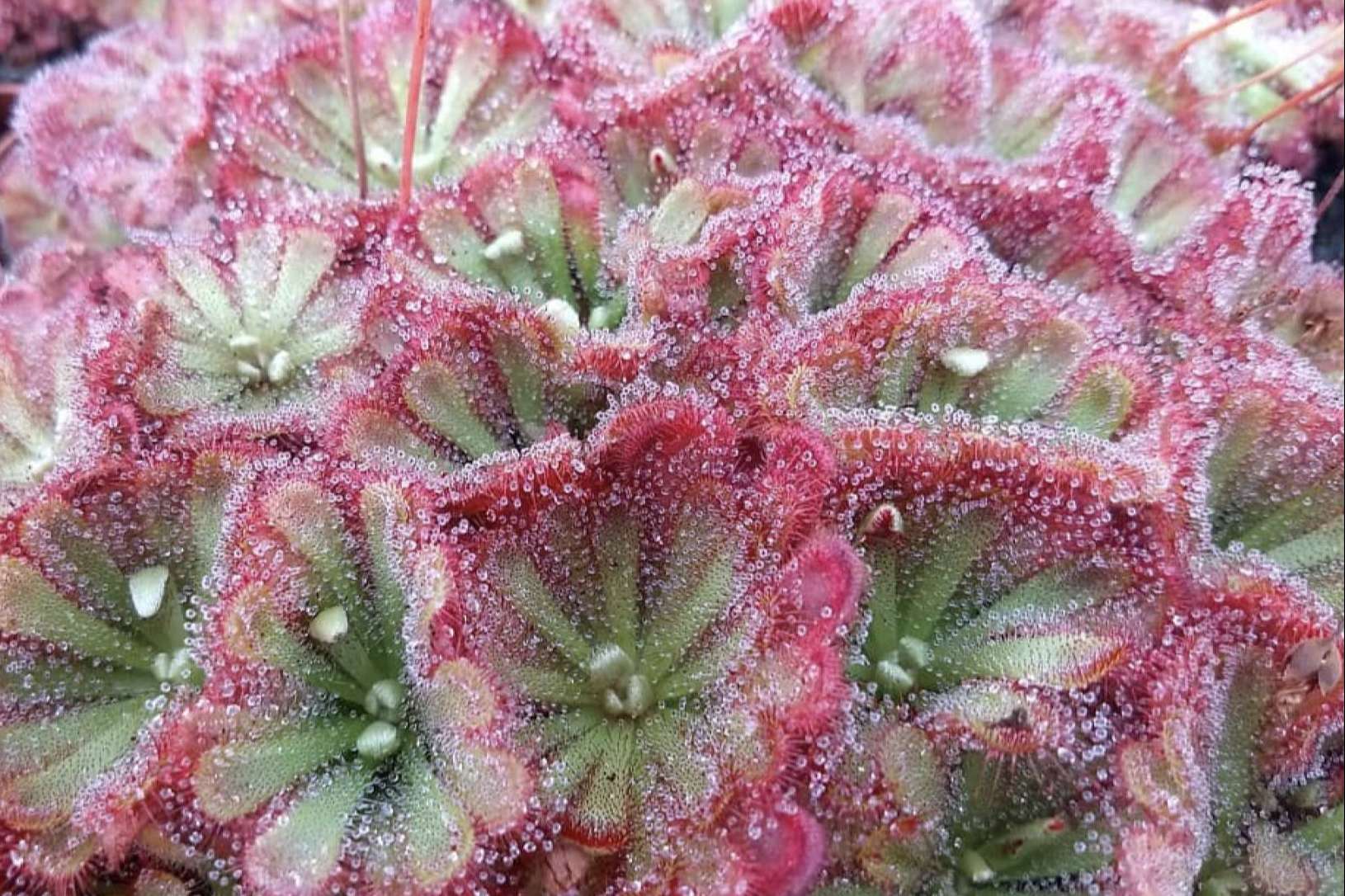Hacer un regalo diferente con un pack de plantas carnívoras