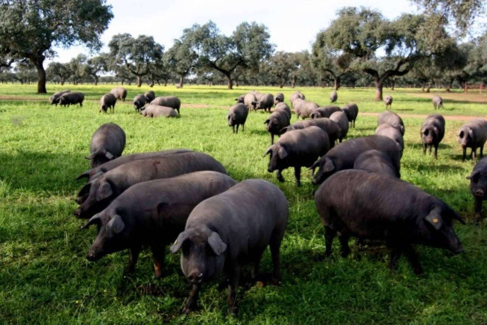 El motivo del alto precio del jamón de bellota, por País de Quercus