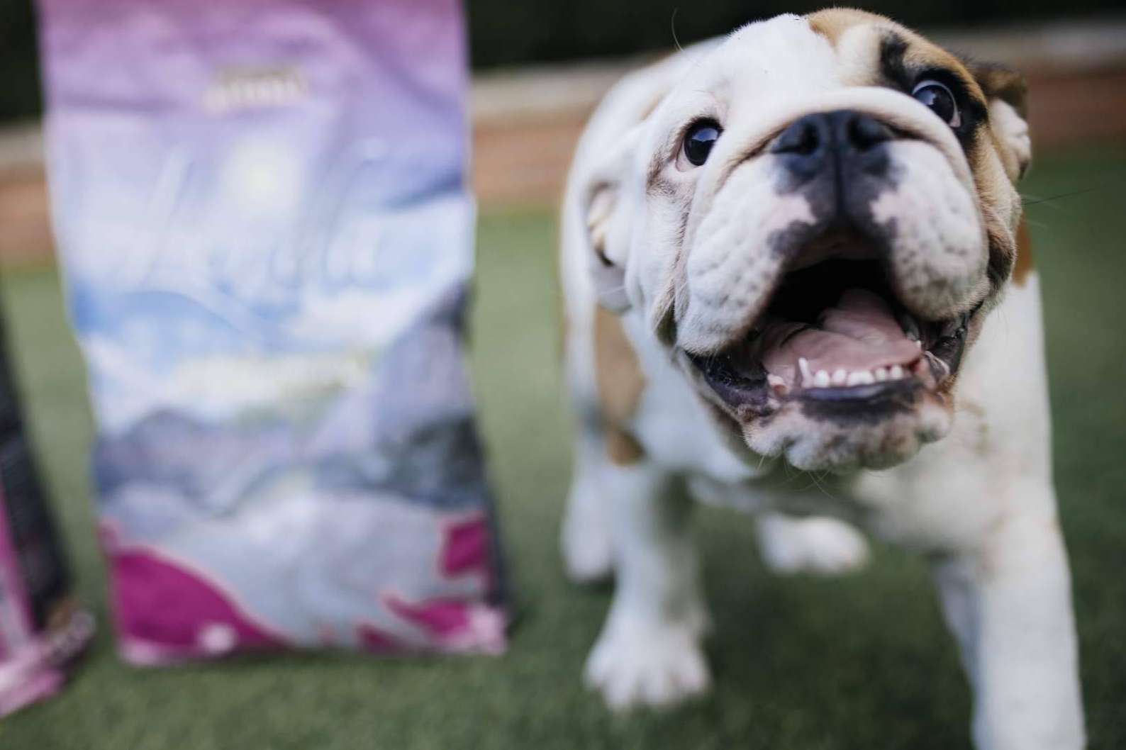 Lenda contribuye a la correcta alimentación de los cachorros