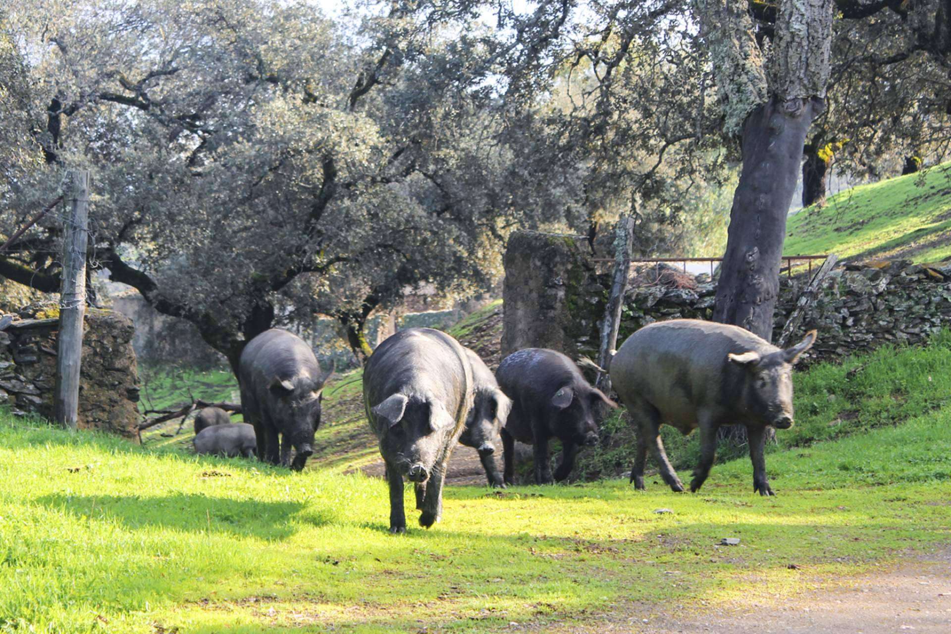 Jamones y paletas ibéricas Segundín, el gourmet ibérico artesanal