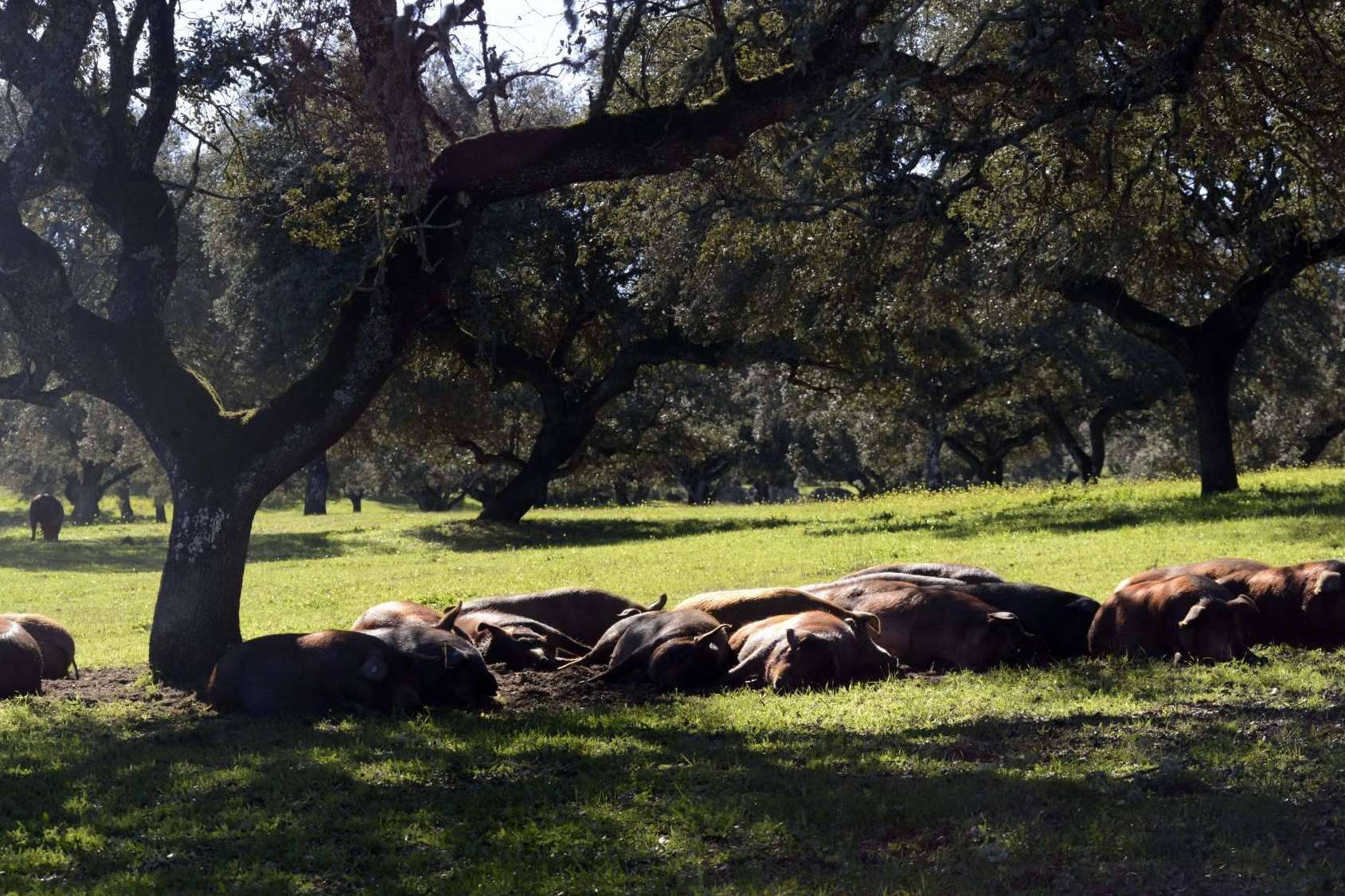 Calidad en manos de Don Ibérico y su jamón ecológico