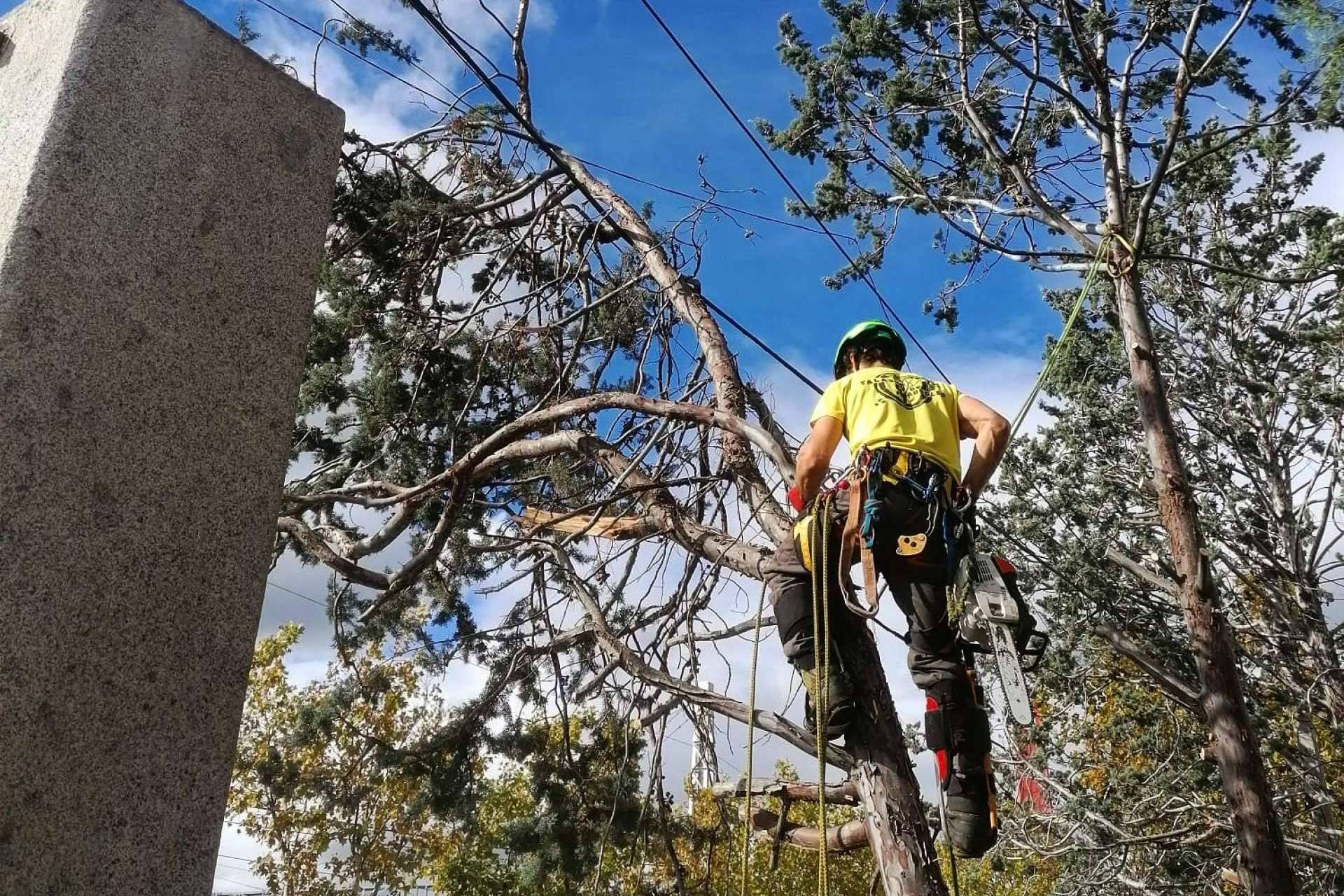 Un servicio profesional de poda de árboles de la mano de Talas de Árboles, empresa ubicada en Madrid