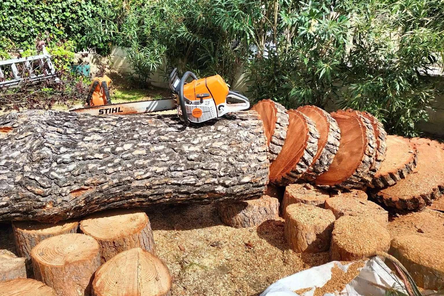 Servicio completo de poda y tala. Talas de Árboles ofrece todo el cuidado de un árbol, desde que nace hasta que muere